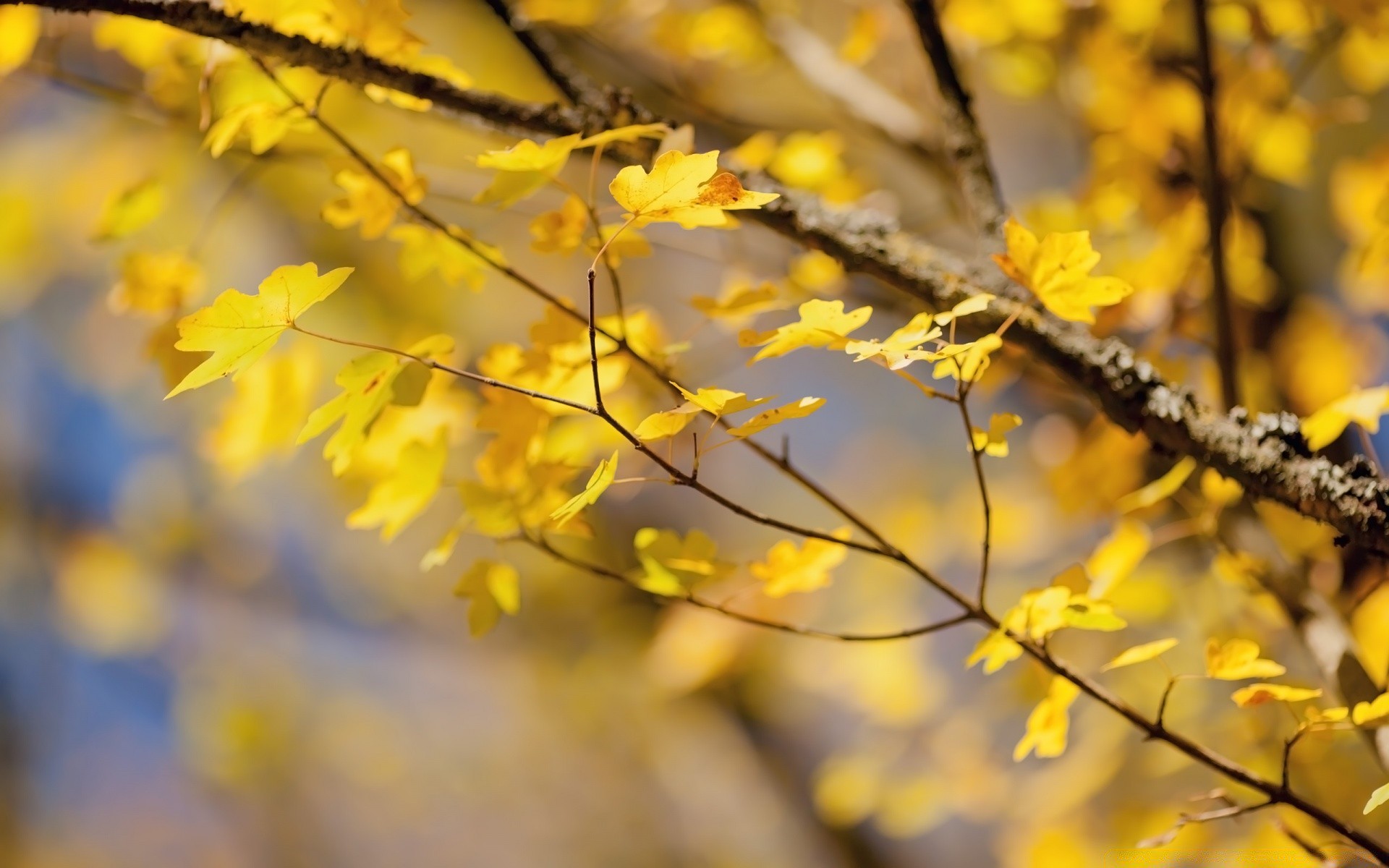 autumn tree leaf season nature branch flora fall park growth bright close-up environment color fair weather outdoors garden sunny sun gold