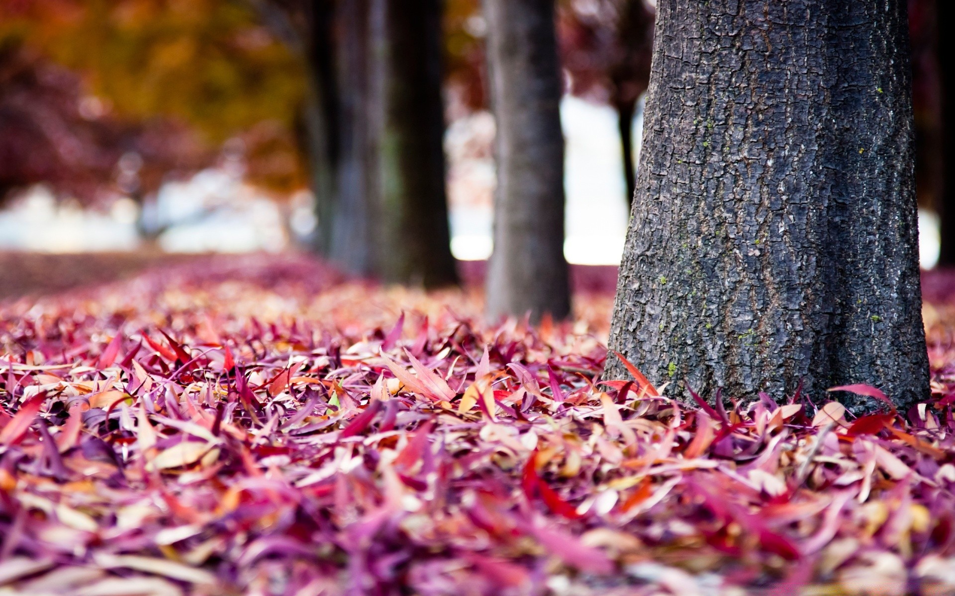 autumn fall leaf season wood nature dry food color flora desktop outdoors tree texture close-up bright wooden garden park cooking