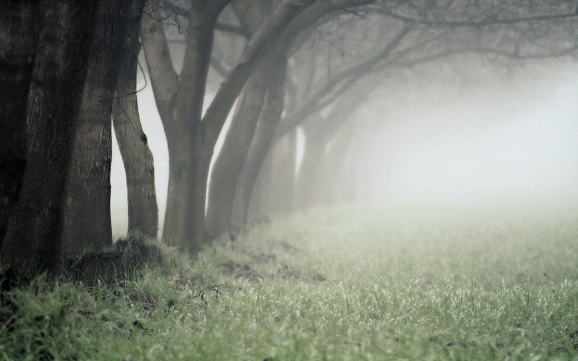 herbst nebel landschaft nebel holz holz dämmerung natur park im freien herbst licht winter gras medium geheimnis dunst