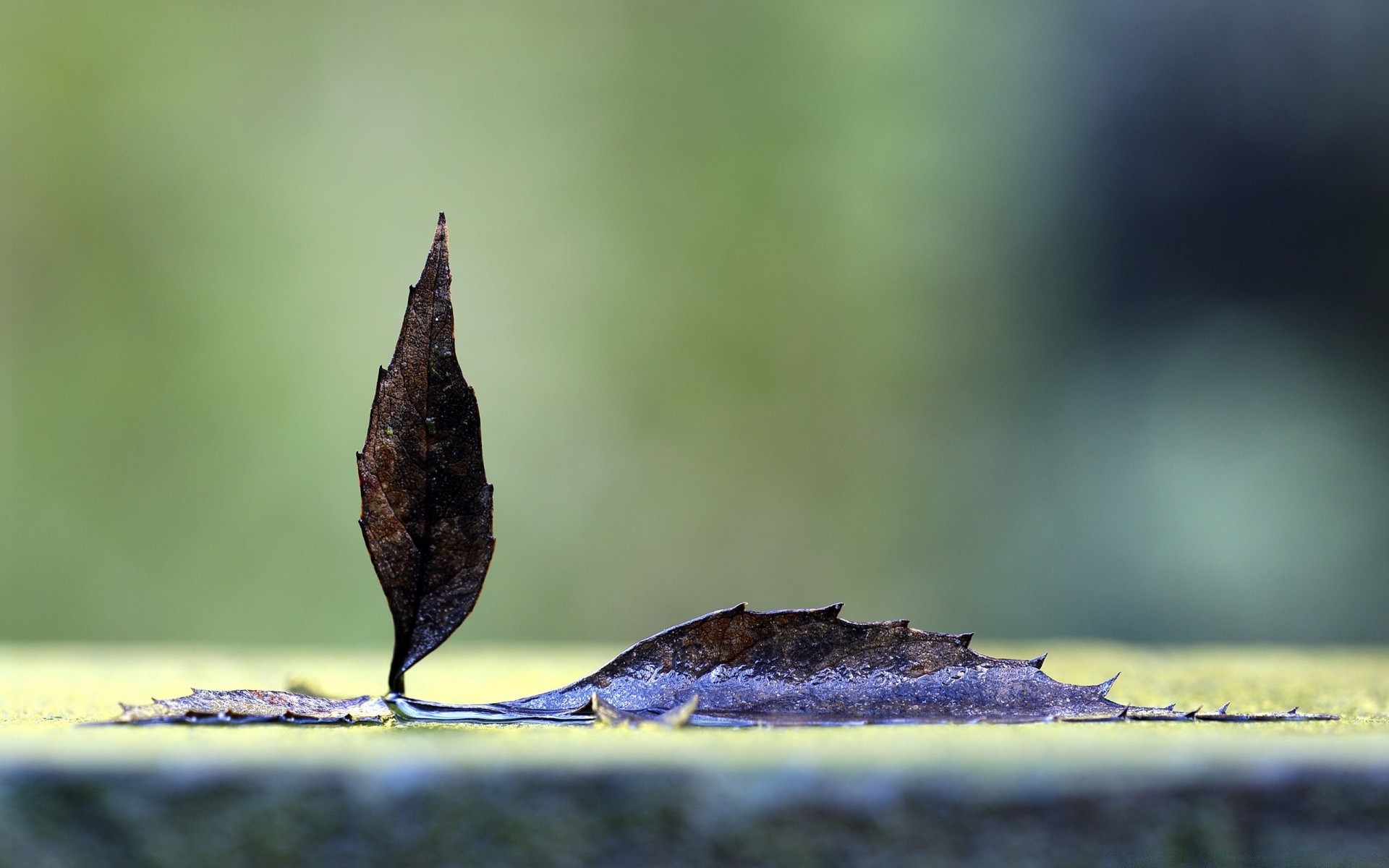 herbst blatt natur im freien regen dof morgendämmerung unschärfe vogel herbst tau sommer holz wasser garten