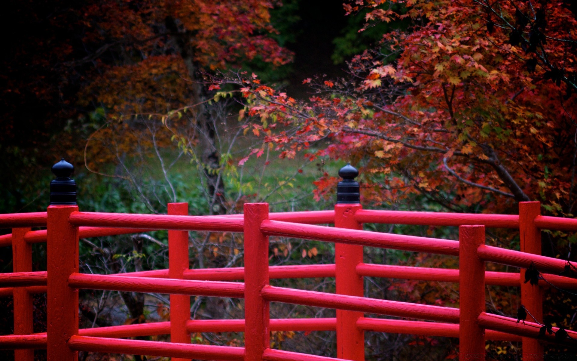 autunno legno recinzione parco all aperto albero natura foglia giardino ponte