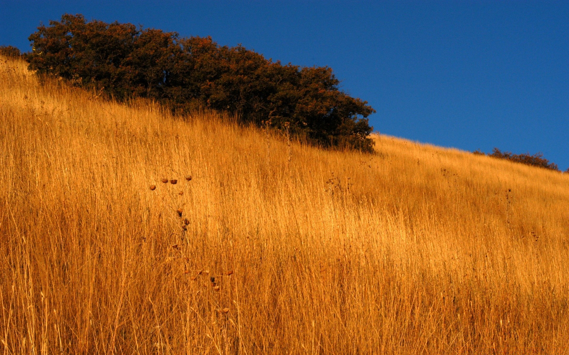 otoño paisaje árbol naturaleza al aire libre tierras cultivadas