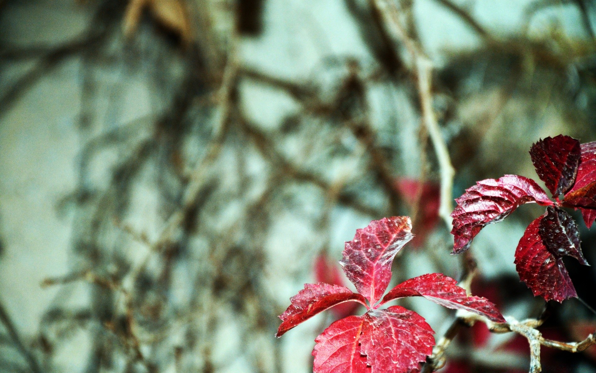 herbst blatt natur baum im freien winter blume desktop flora farbe saison garten schließen unschärfe