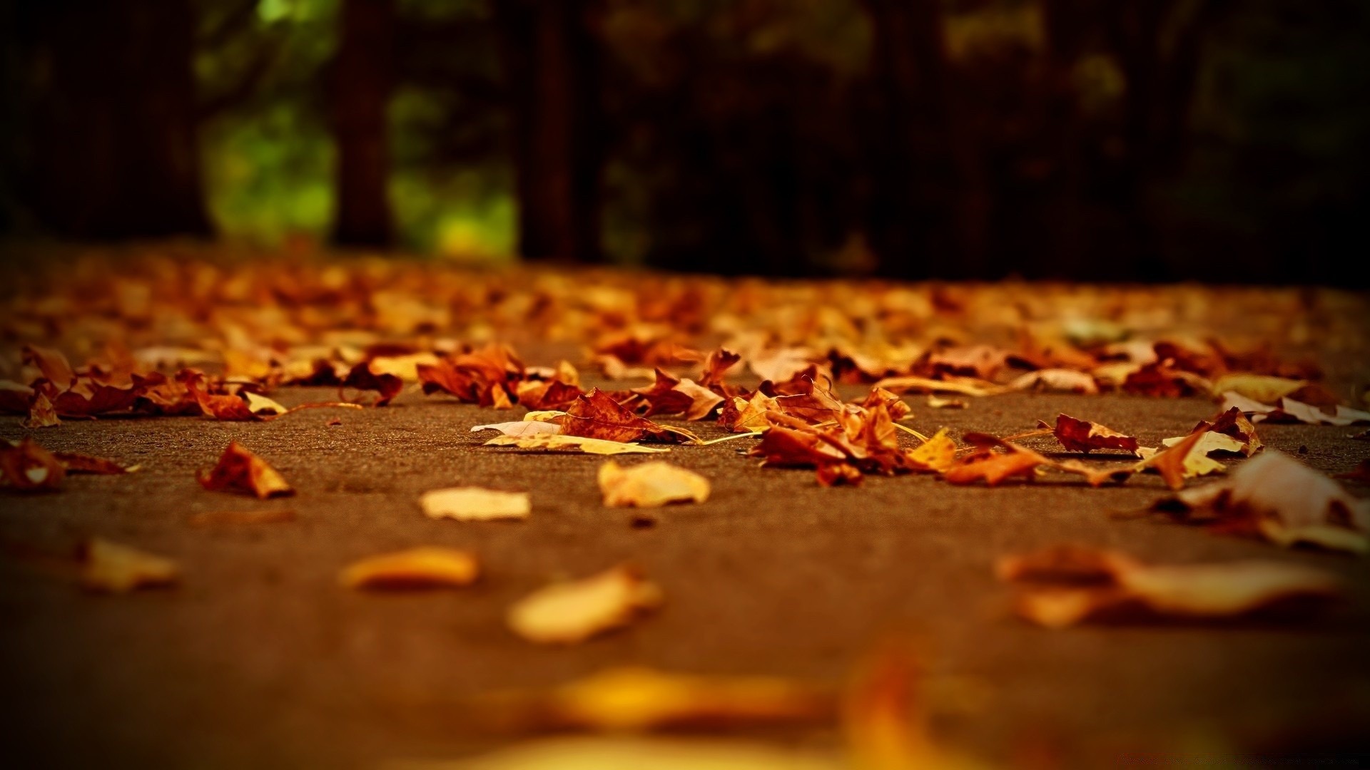 otoño otoño oro naturaleza muerta madera pizza