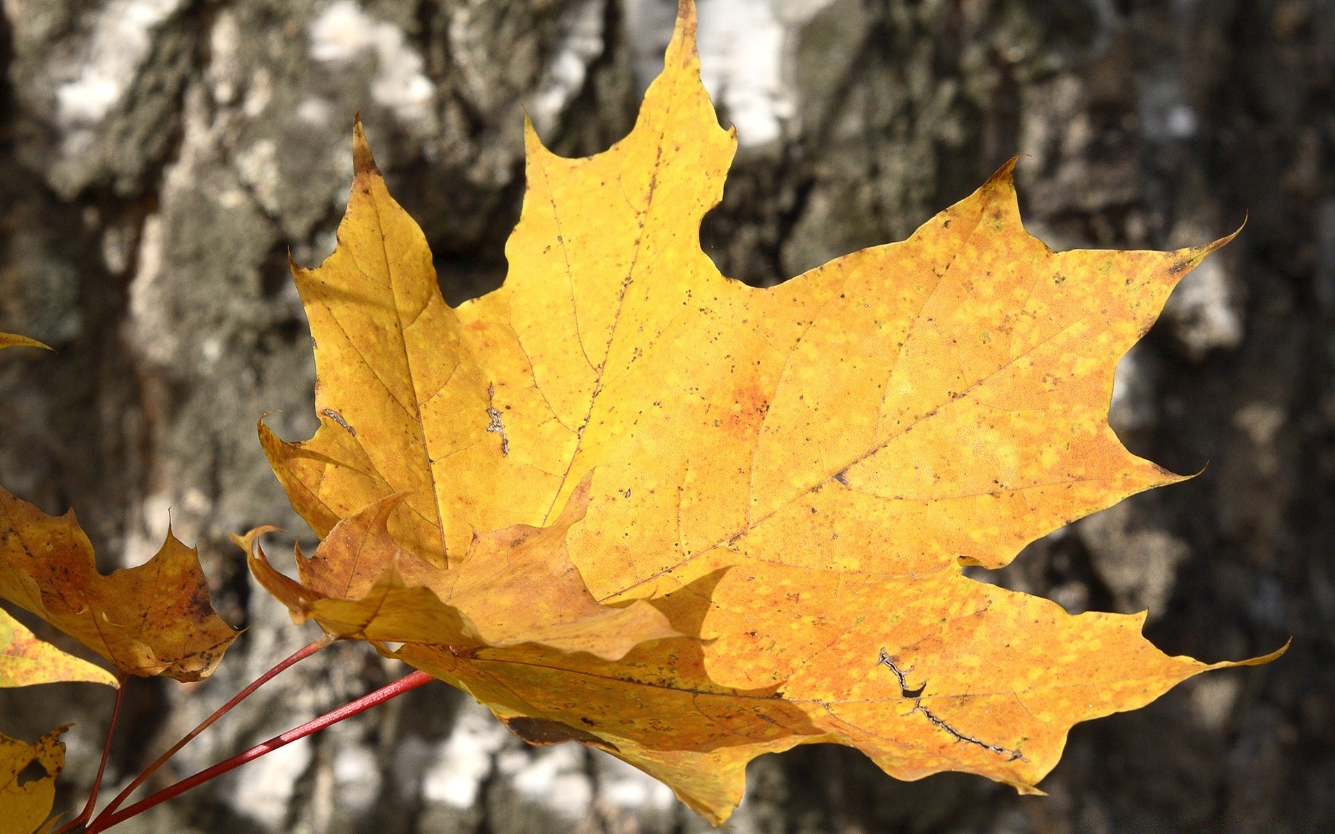 otoño otoño hoja arce naturaleza brillante al aire libre madera árbol temporada flora color cambio oro primer plano brillante buen tiempo escritorio roble