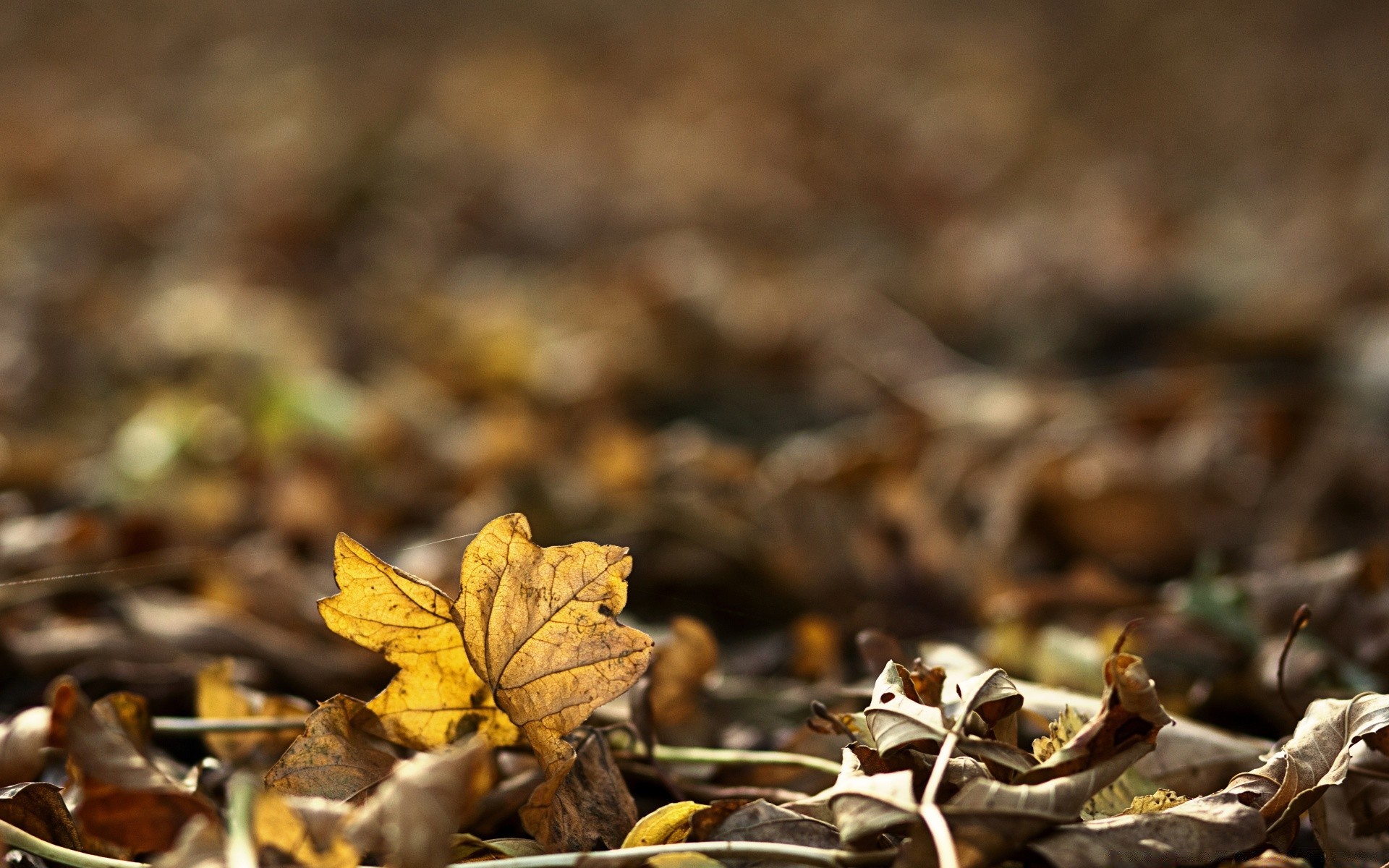 autunno autunno foglia natura legno all aperto stagione secca terra flora close-up ambiente