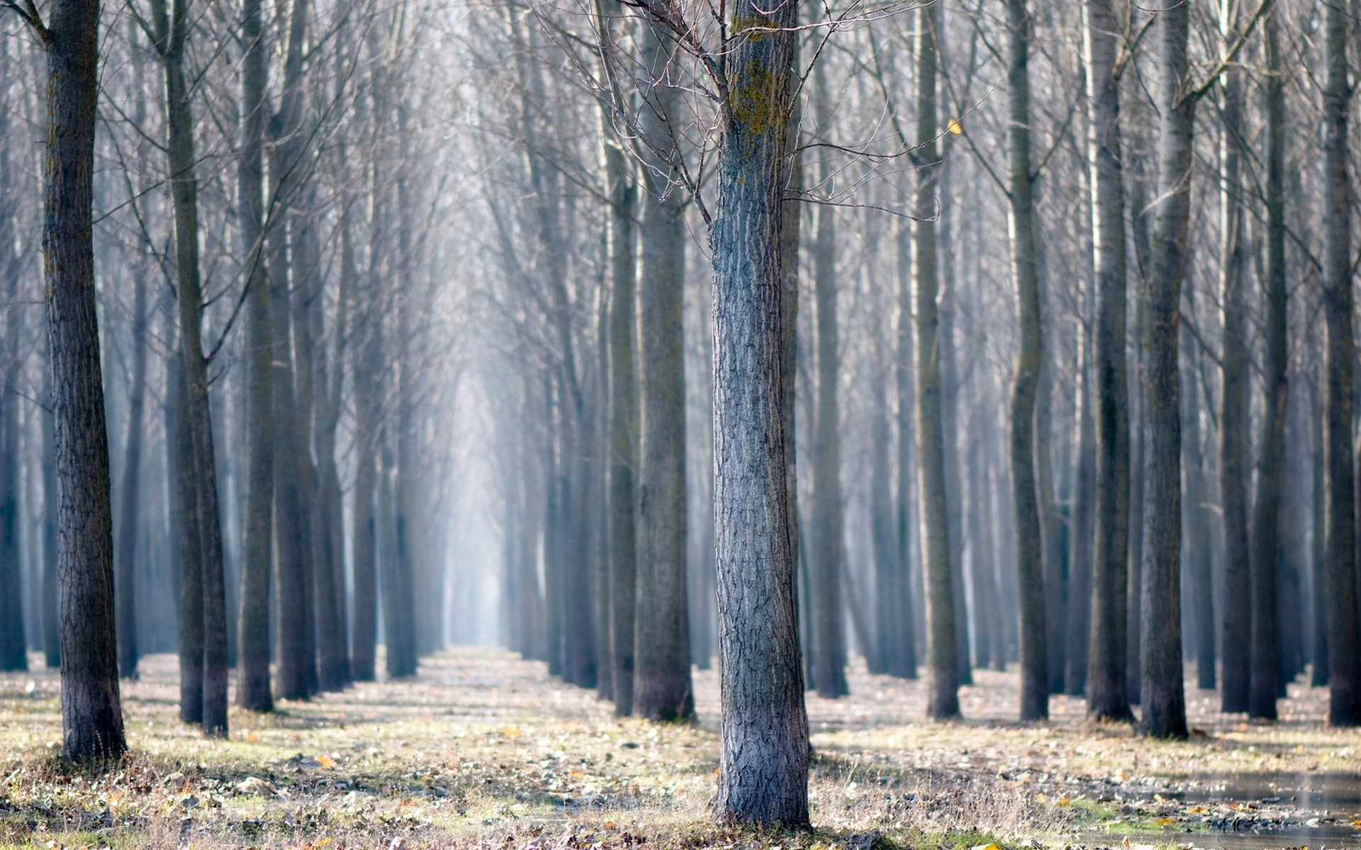 autumn wood tree fall landscape nature fog season mist park dawn leaf scenic outdoors winter branch environment fair weather scenery haze