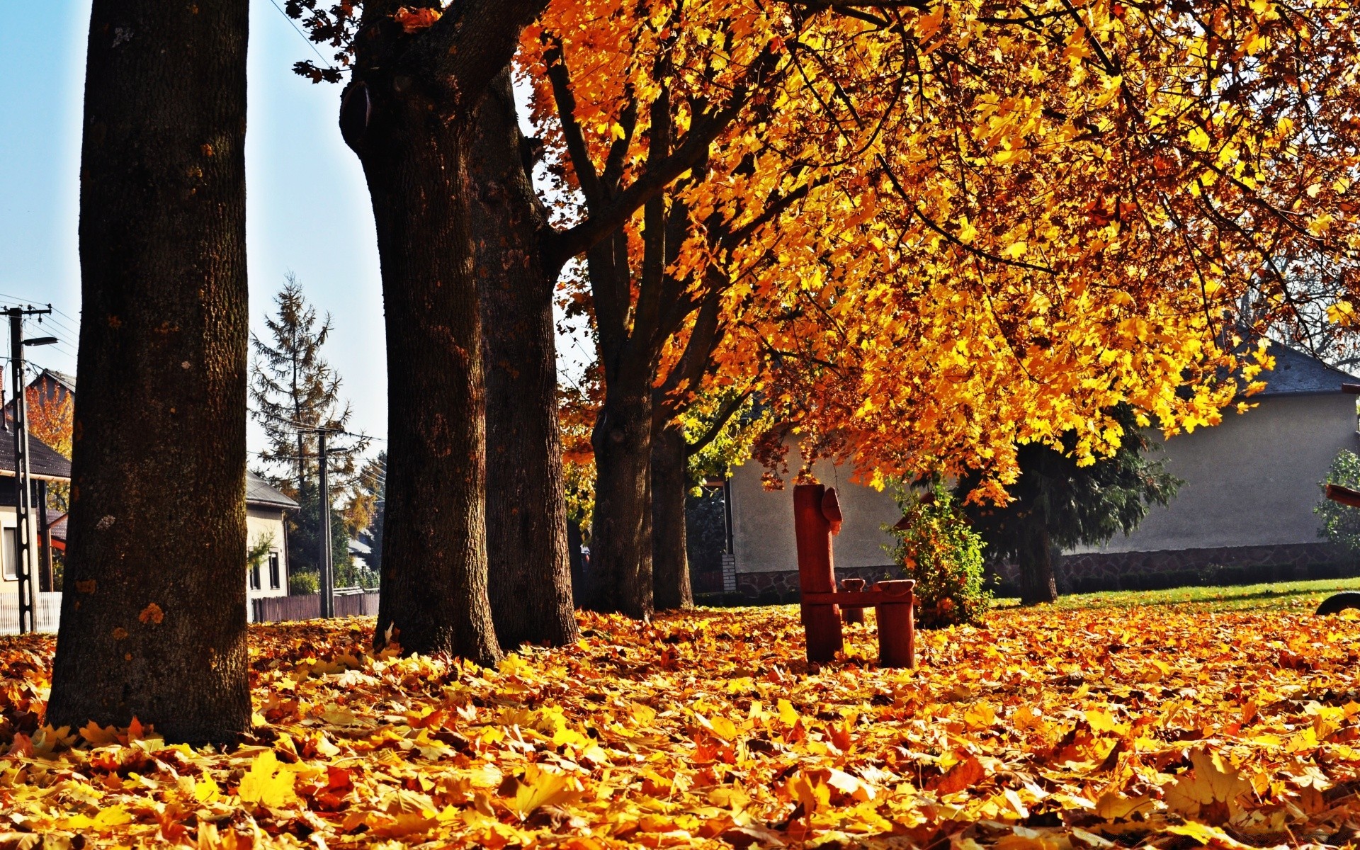 autumn fall leaf maple tree season wood park nature gold change outdoors branch landscape avenue alley environment bright guidance