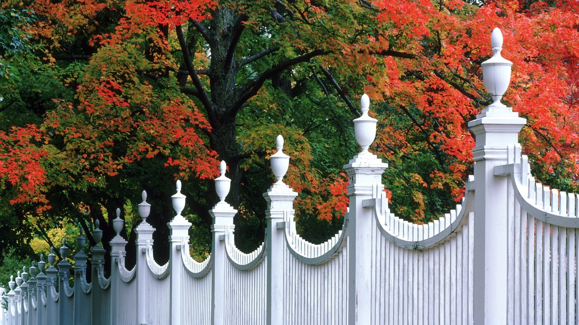 autunno albero foglia di legno giardino stagione autunno recinzione di legno architettura esterna parco casa natura di viaggio tradizionale oro