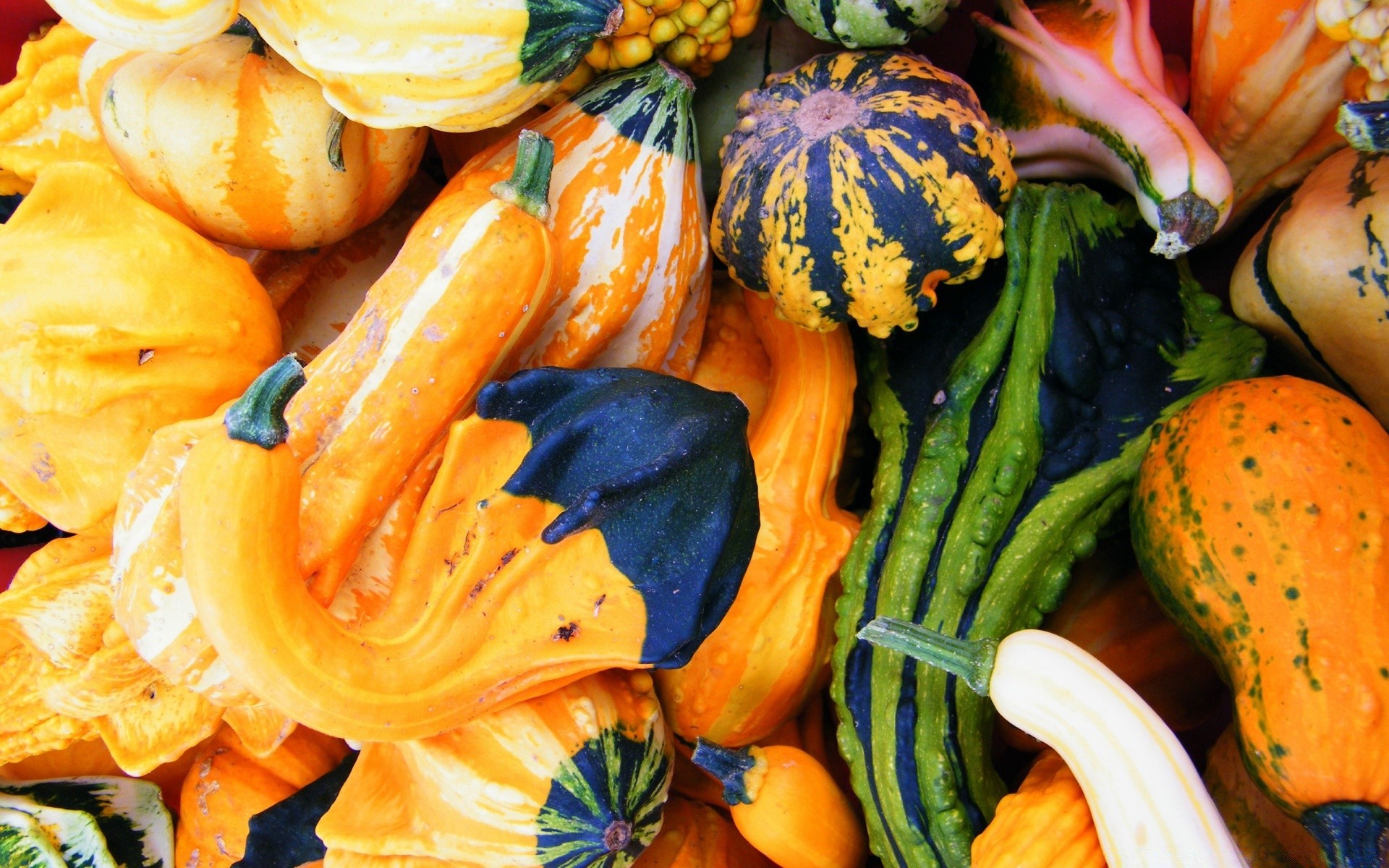 automne citrouille légume alimentaire automne marché grandir pâturage courge action de grâces en bonne santé l agriculture alimentaire santé bureau couleur carotte abondance halloween