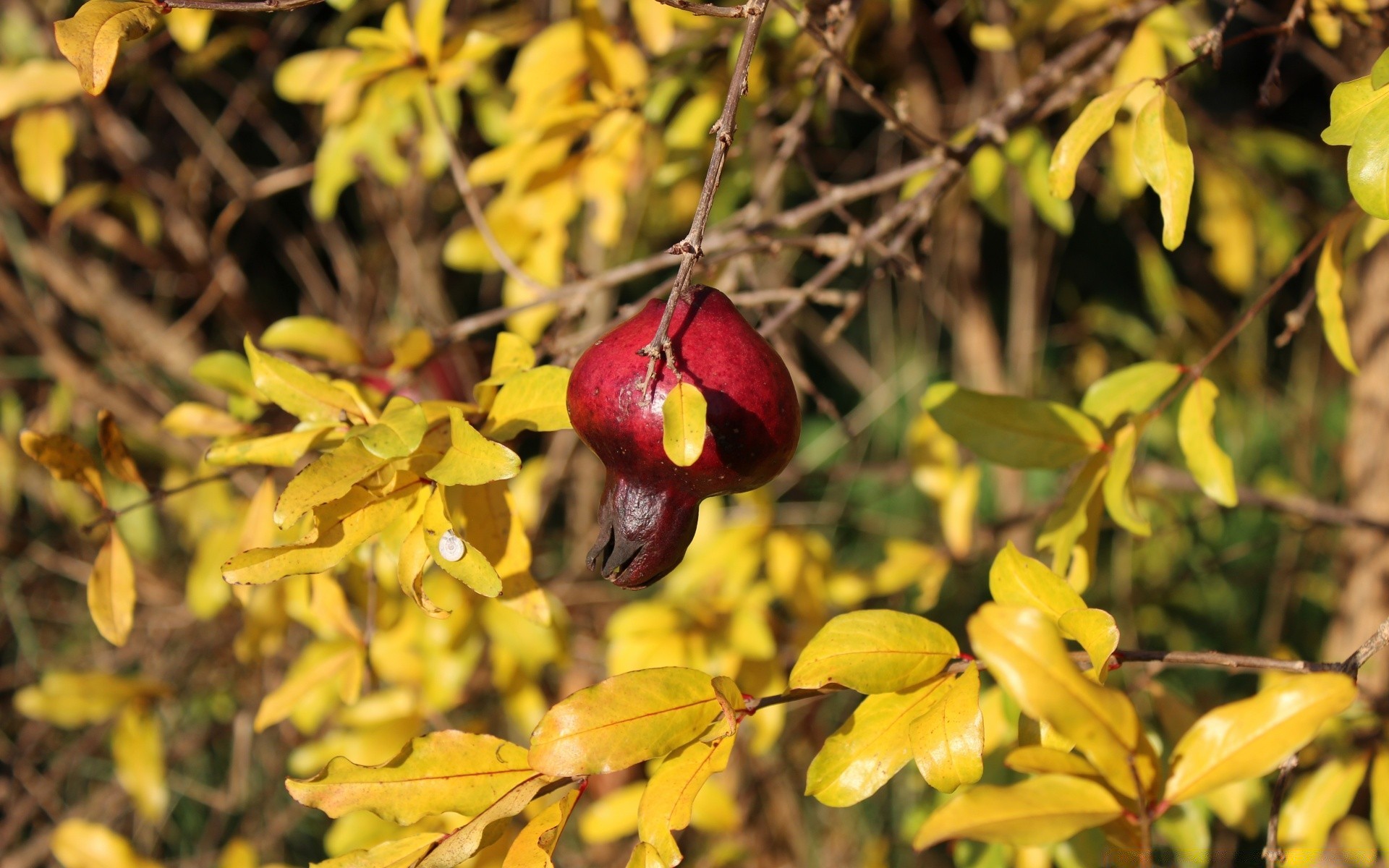 autunno foglia natura albero ramo autunno flora all aperto frutta stagione colore luminoso giardino parco crescita bel tempo estate primo piano arbusto ambiente