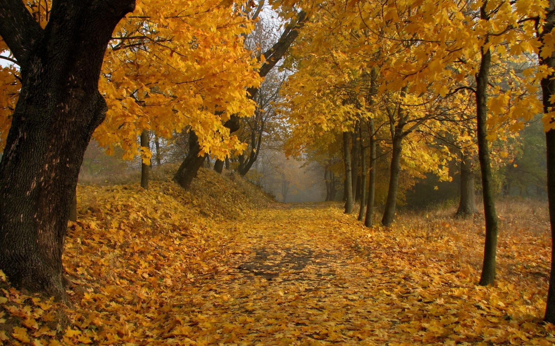 otoño otoño hoja árbol madera arce parque naturaleza oro al aire libre luz del día temporada paisaje escénico medio ambiente rama buen tiempo cambio exuberante