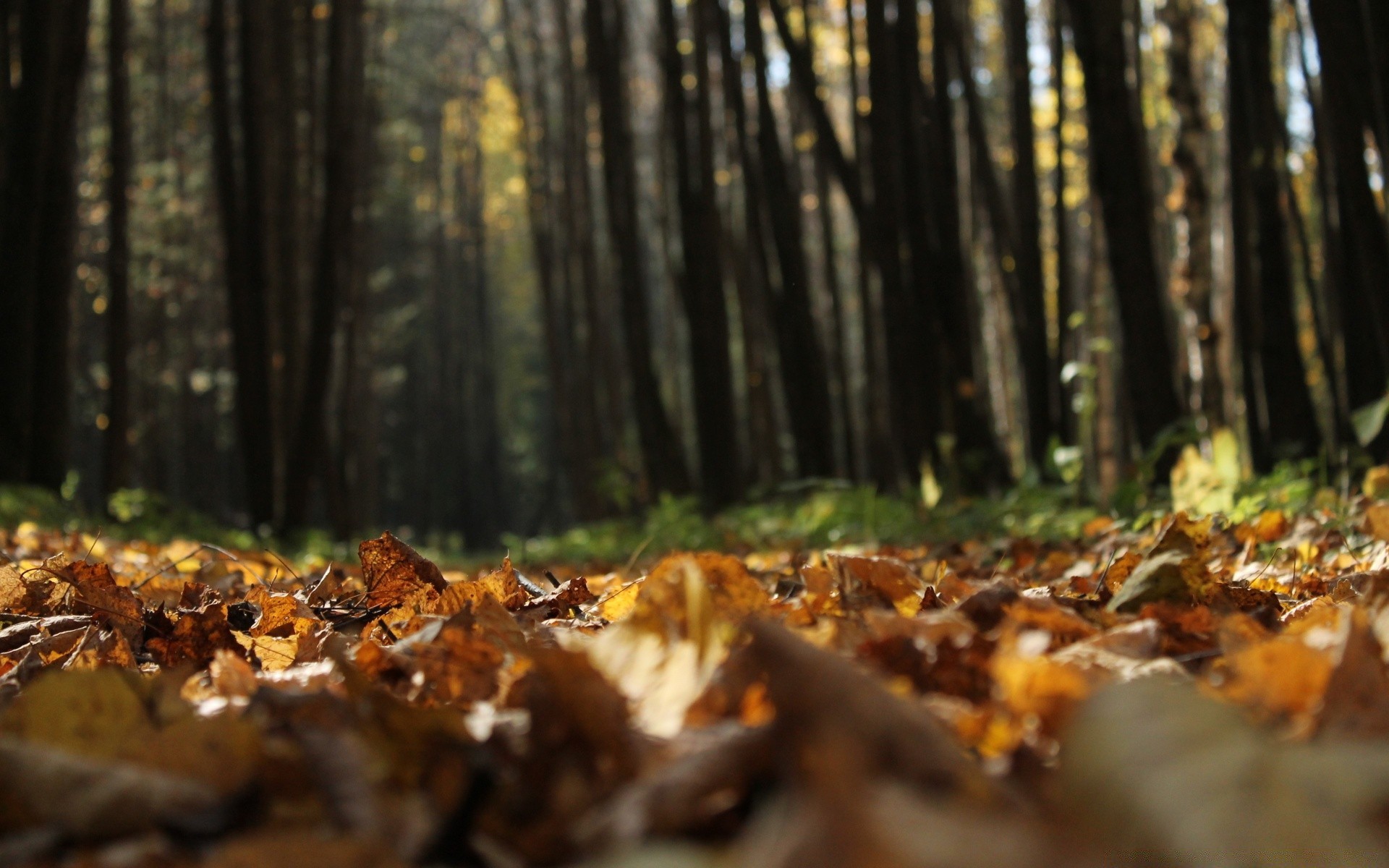 otoño otoño madera hoja árbol naturaleza al aire libre paisaje medio ambiente luz del día parque luz flora temporada arce