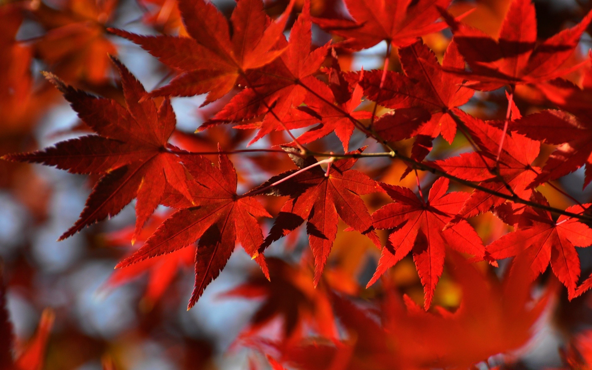 automne feuille automne érable nature lumineux à l extérieur flore saison couleur parc arbre luxuriante