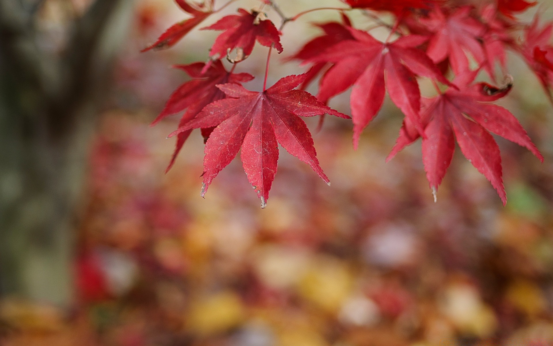 herbst blatt herbst natur saison ahorn hell flora holz farbe im freien park holz zweig garten üppig