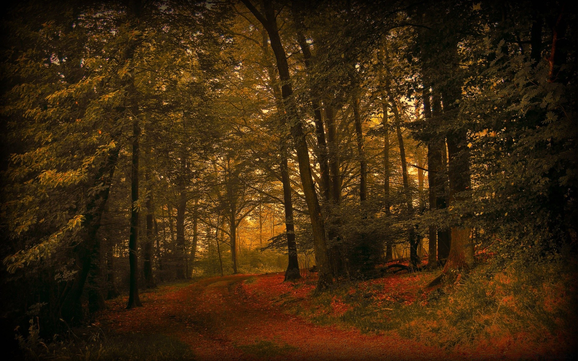 autumn tree fall light wood landscape park leaf road shadow