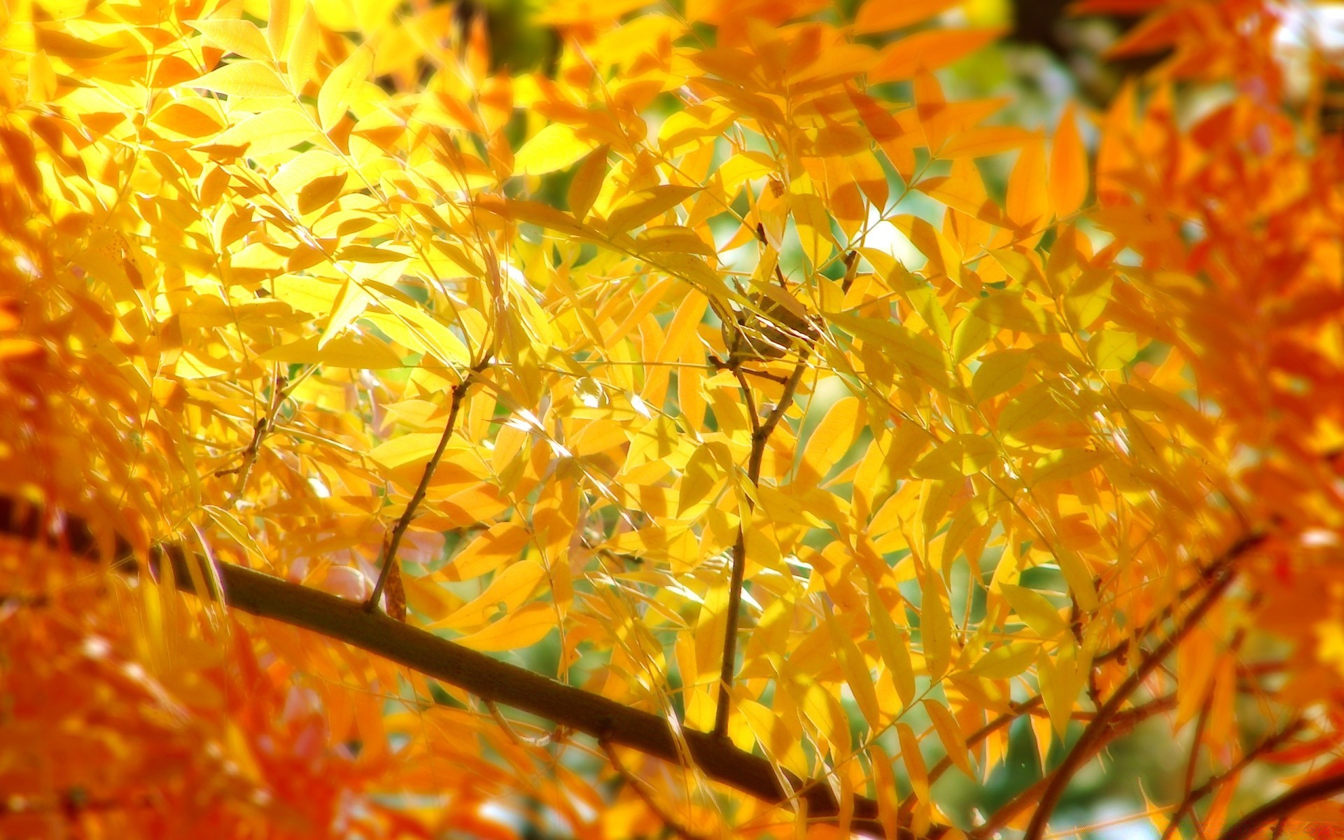 herbst blatt herbst natur saison flora farbe hell baum garten schließen gold im freien park desktop zweig ahorn gutes wetter umwelt schön