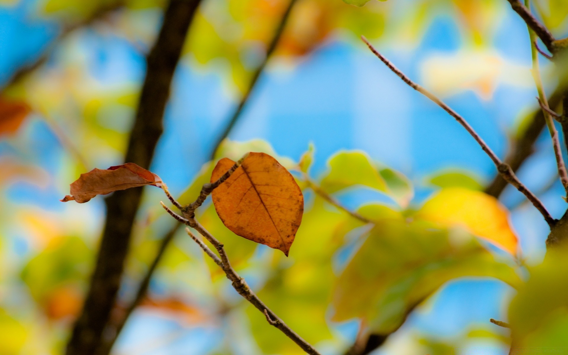 autumn leaf tree fall branch nature flora season bright color outdoors park fair weather growth garden desktop close-up environment wood light