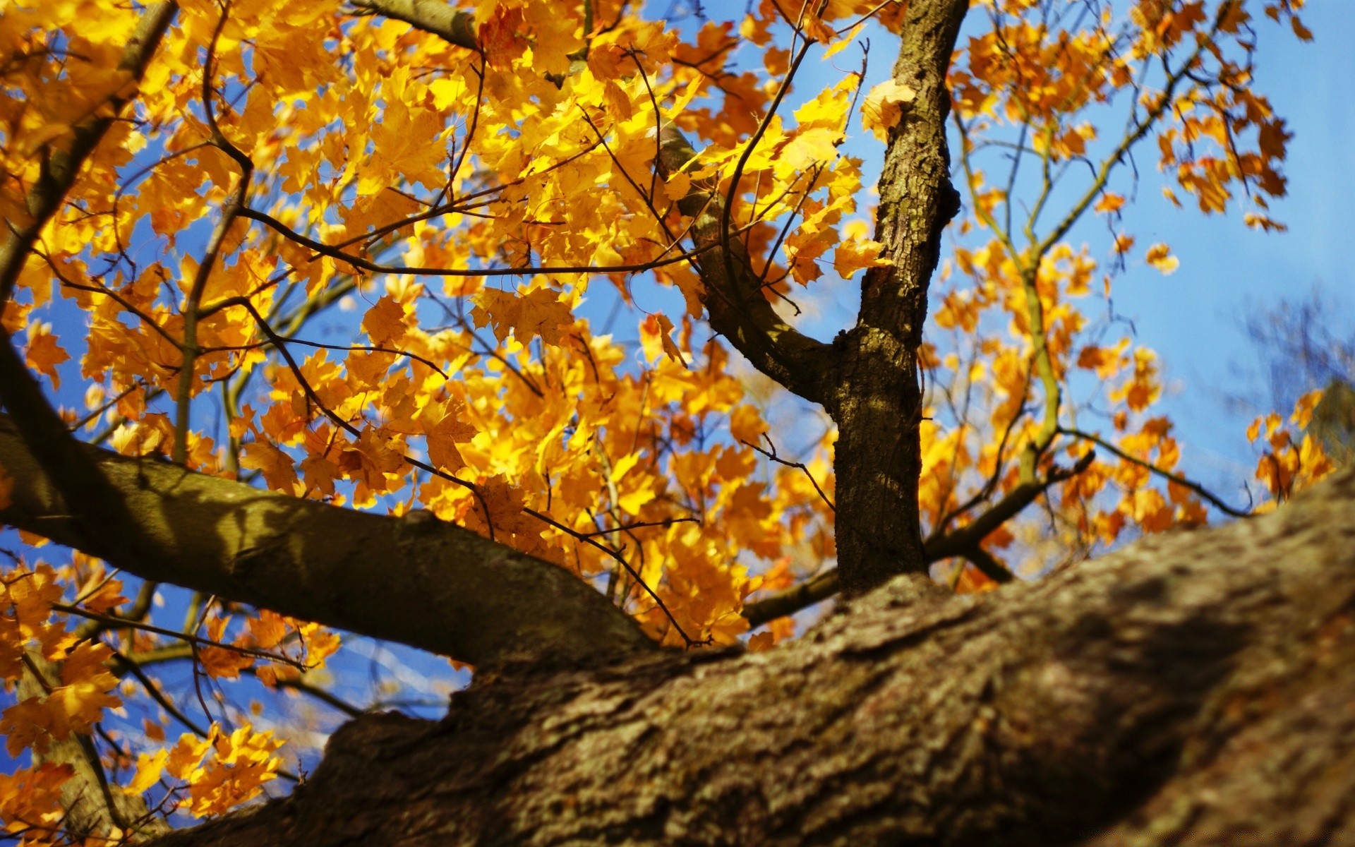 autunno albero foglia stagione autunno natura ramo flora all aperto parco colore acero legno bel tempo crescita oro paesaggio ambiente luminoso sole