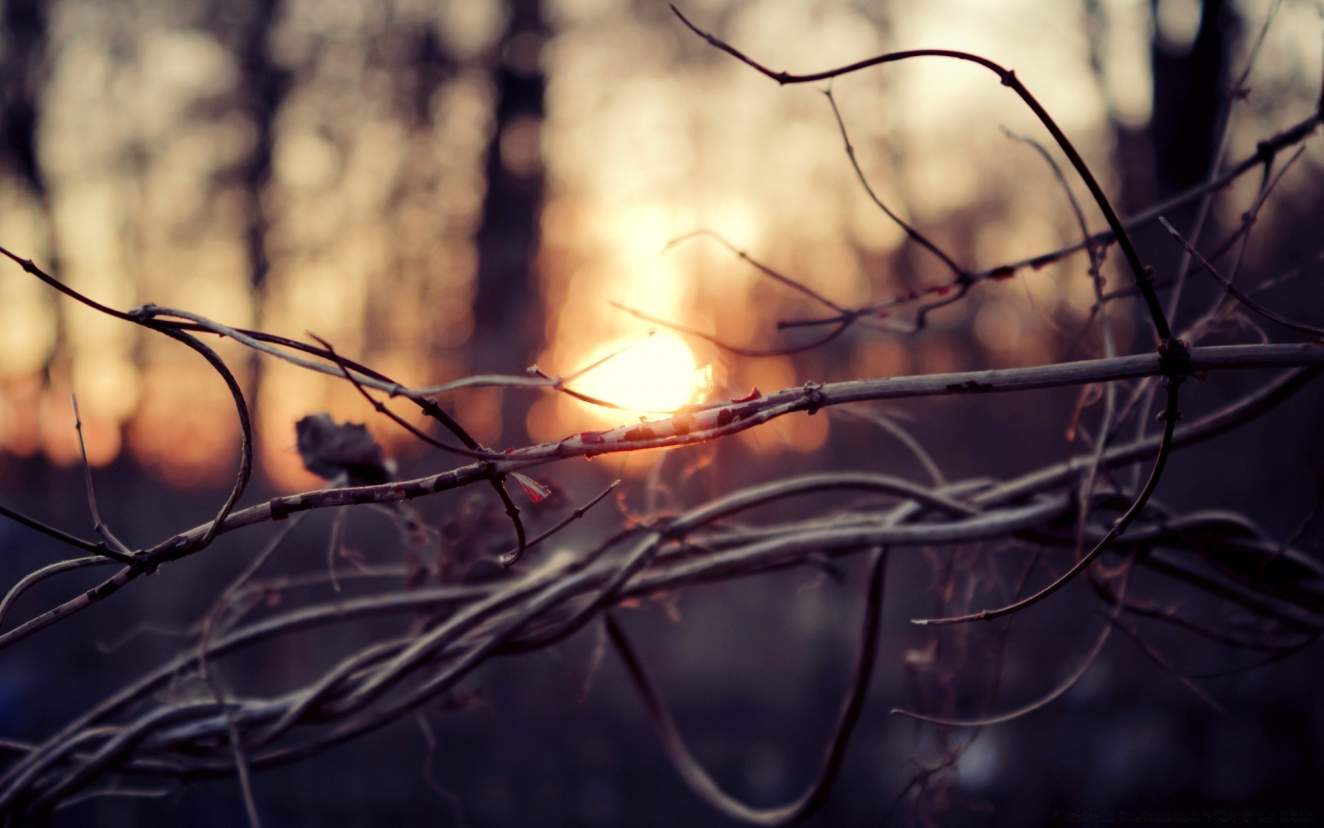 autumn winter abstract flame light fall desktop spider nature danger tree wire color dark dawn sun sunset spiderweb luminescence