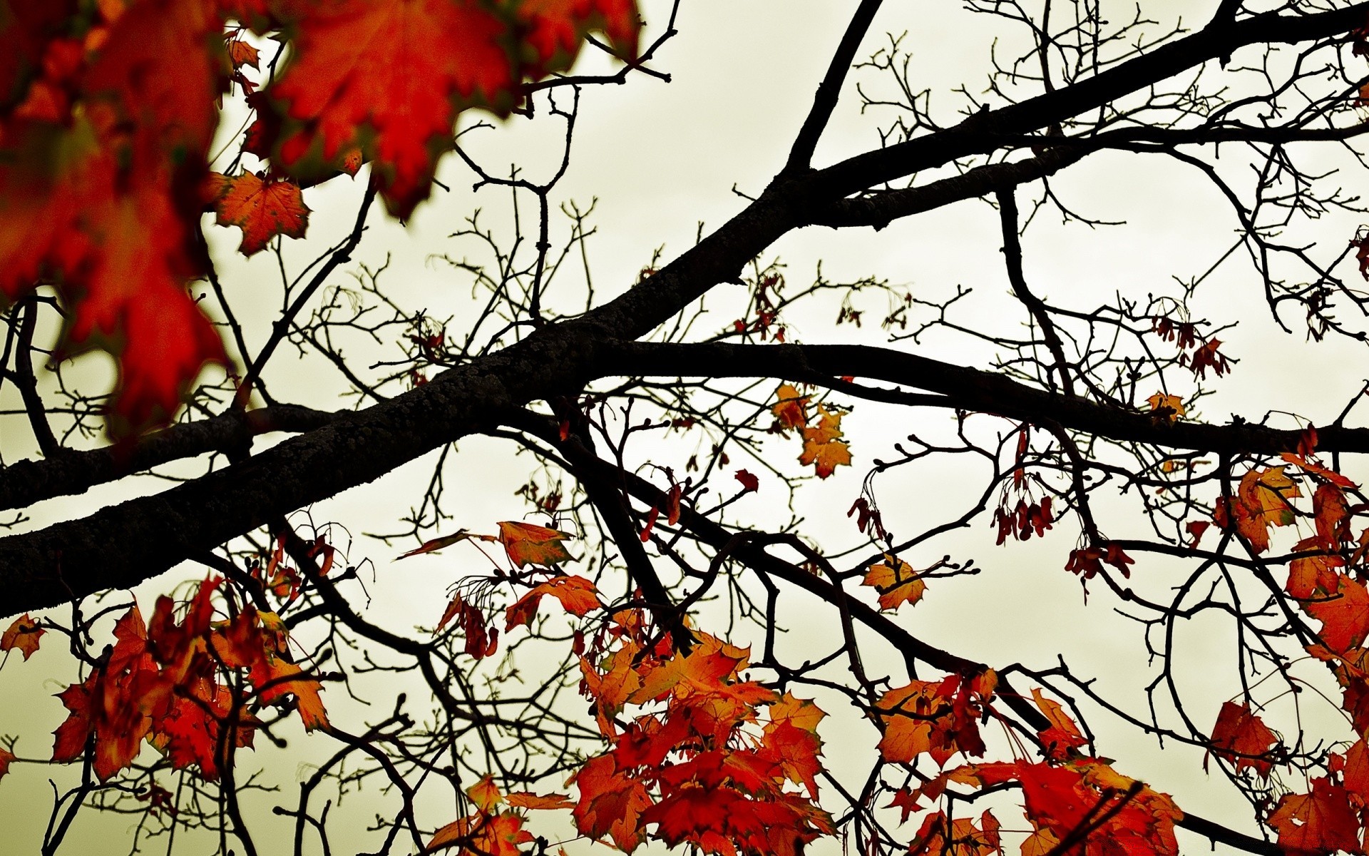 autunno albero autunno ramo foglia stagione natura vivid maple colore flora parco all aperto in legno bel tempo inverno paesaggio