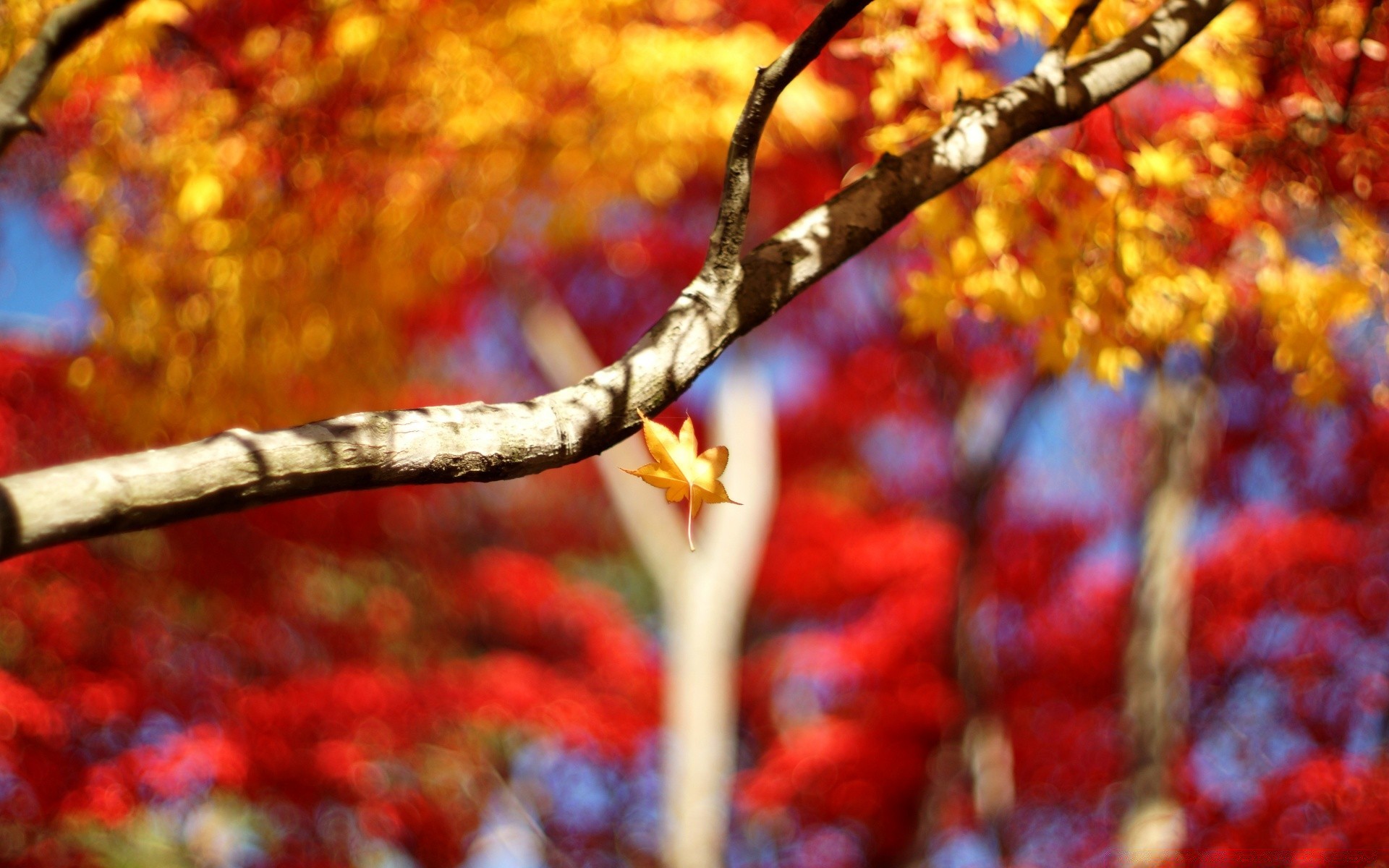 automne automne feuille saison bois lumineux or érable couleur branche parc à l extérieur nature bois