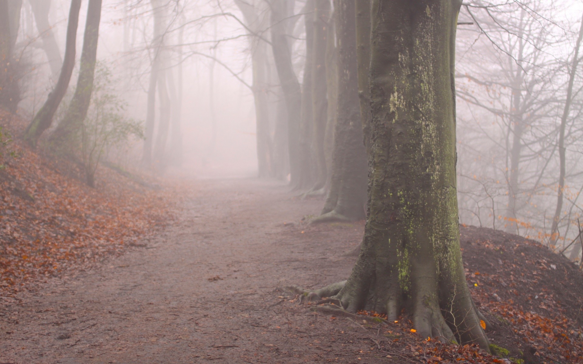 autumn tree fog wood landscape mist fall nature environment park dawn light road leaf scenic backlit branch haze outdoors weather