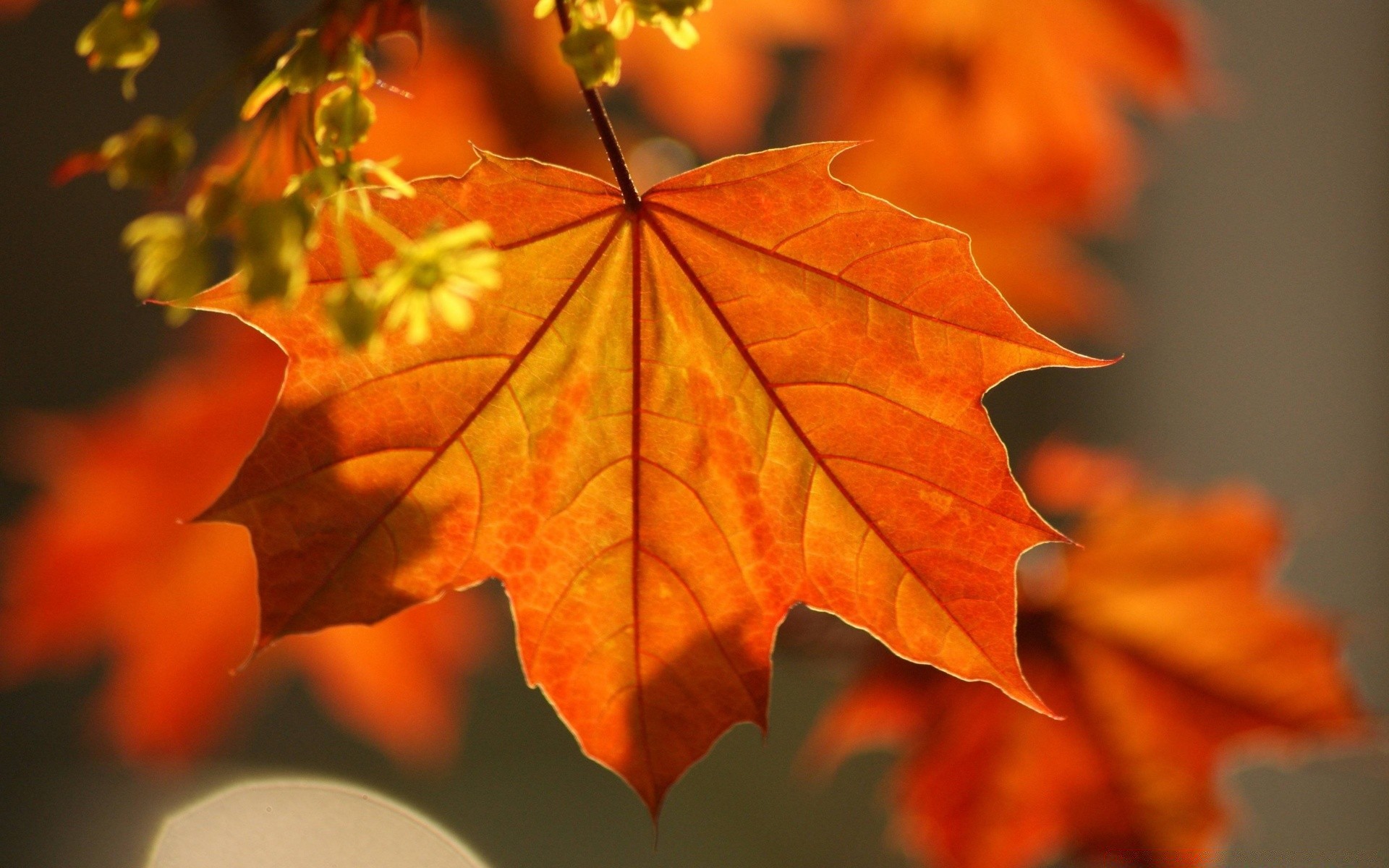 automne feuille automne érable nature à l extérieur lumineux arbre flore couleur flou saison luxuriante