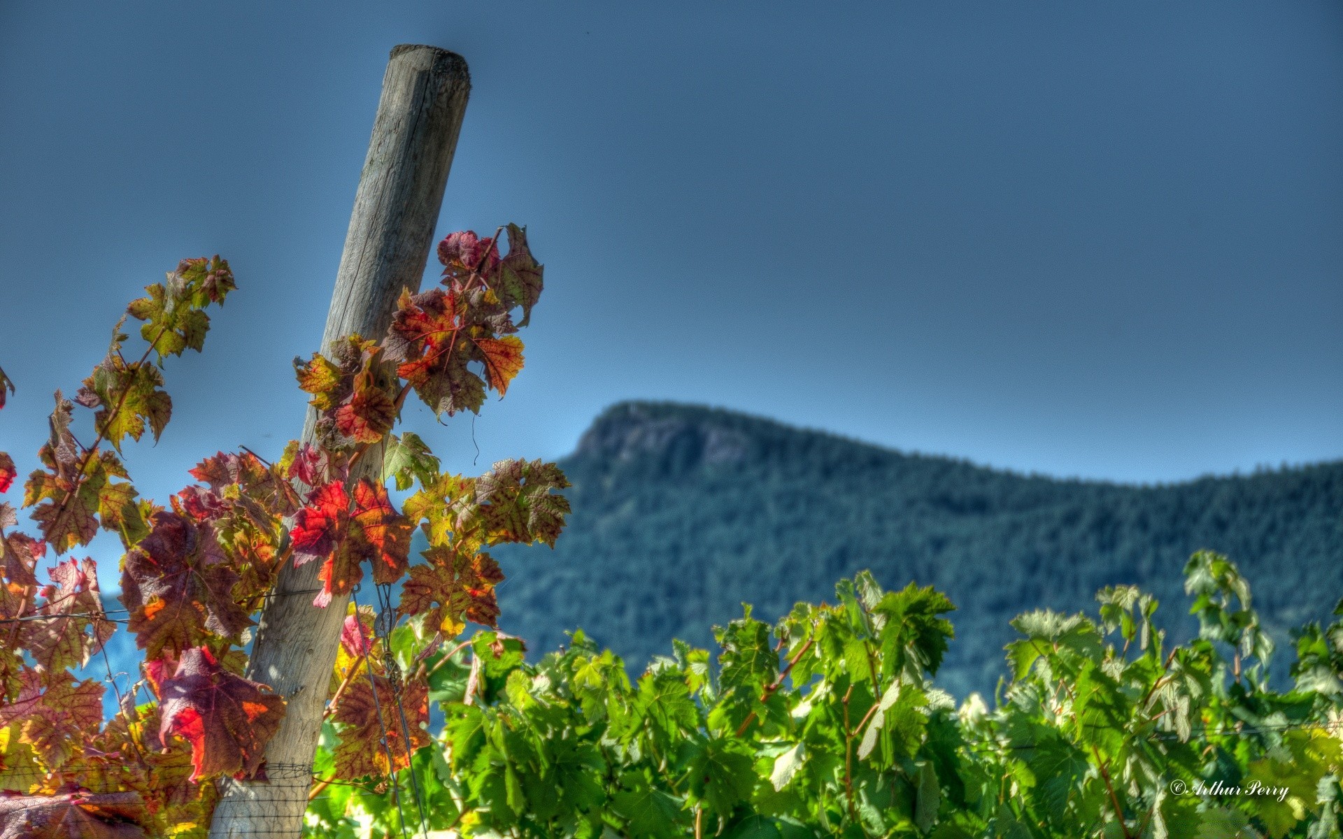 autumn nature outdoors tree sky summer landscape vine leaf travel flora vineyard growth wood agriculture mountain rural