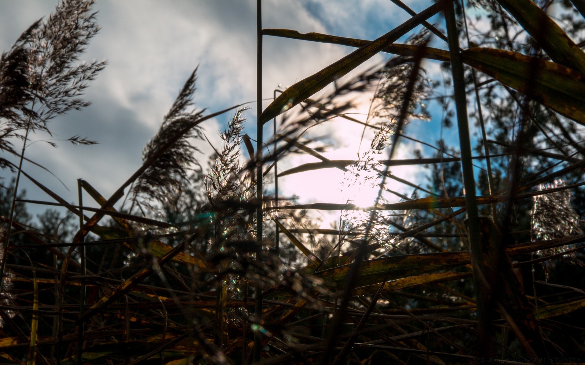 秋天 自然 冬天 天空 木材 树 光 秋天 景观 户外 叶 雪 植物群 环境 太阳 季节 分支 好天气