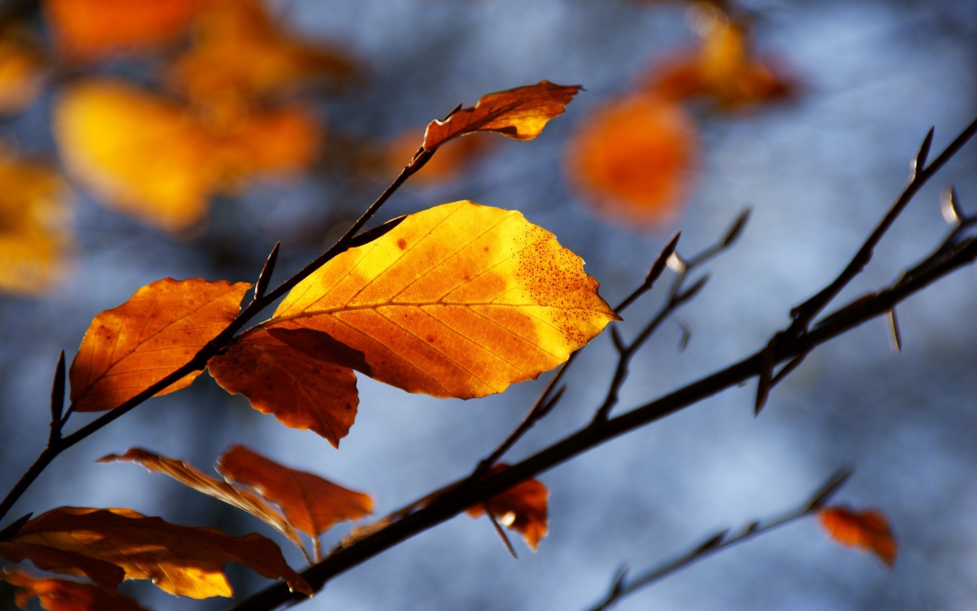 automne feuille automne arbre nature branche à l extérieur saison érable flore beau temps flou lumineux parc lumière couleur bois jardin