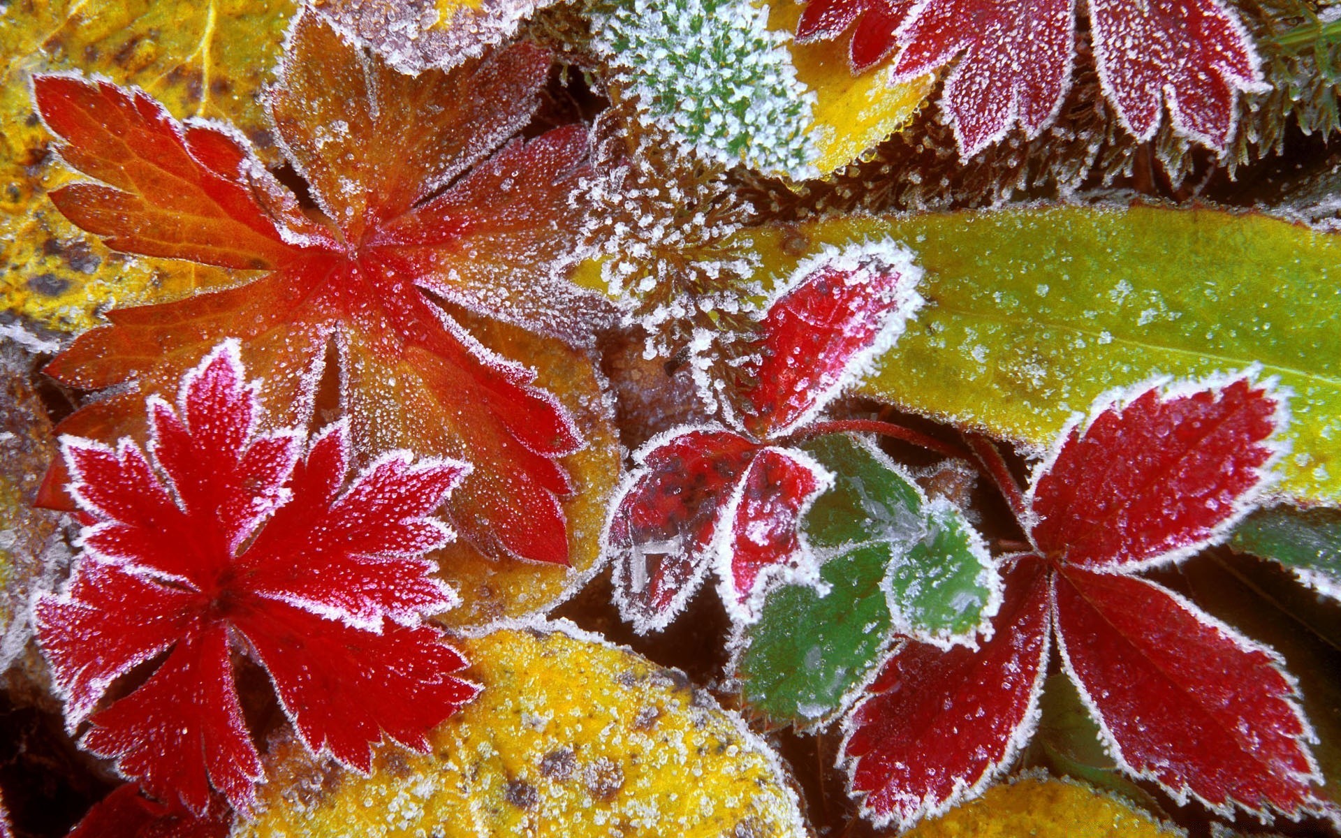 herbst blatt natur schließen farbe desktop im freien flora dekoration essen