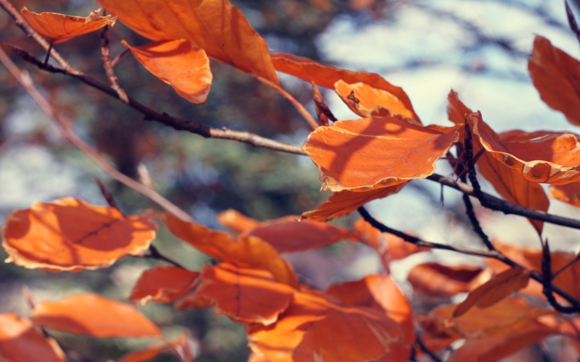 herbst blatt herbst im freien baum natur flora filiale saison farbe ahorn