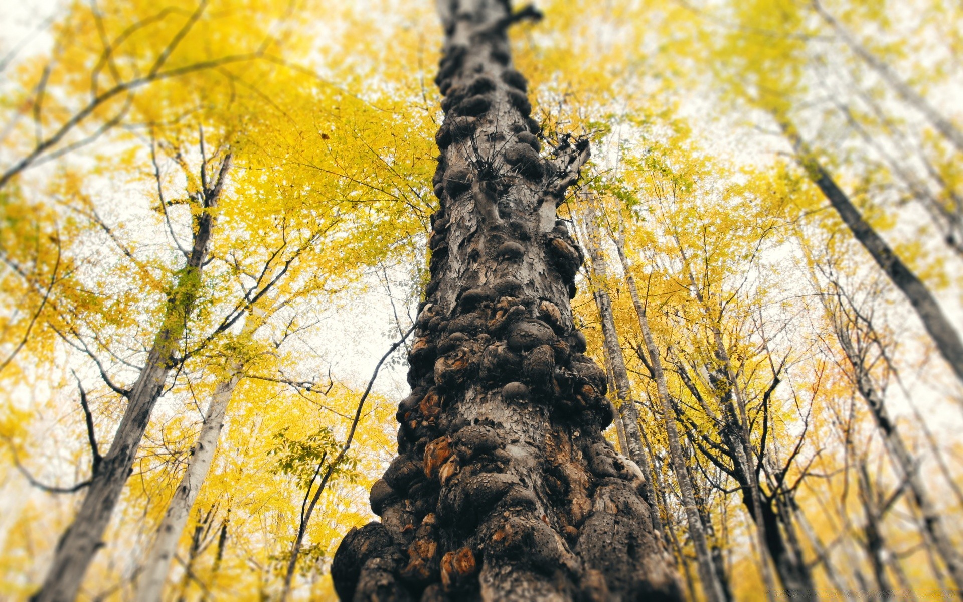 autumn wood tree fall nature leaf season landscape outdoors park branch fair weather trunk scene flora environment color scenery scenic bright