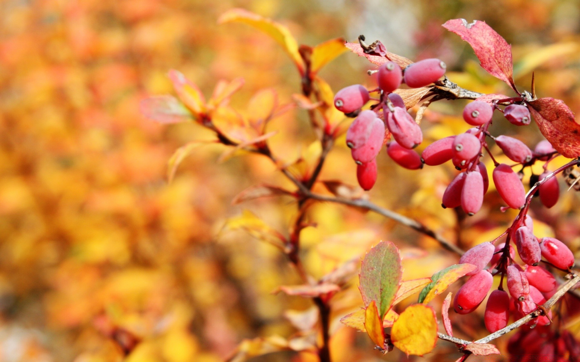 herbst natur blatt herbst saison im freien flora baum zweig farbe hell schließen obst gutes wetter