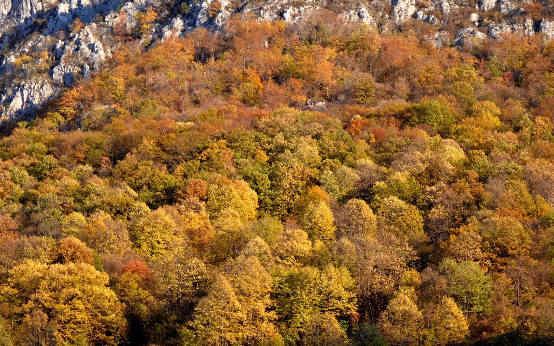 herbst herbst landschaft natur baum blatt landschaftlich saison holz park umwelt berge im freien flora szene reisen landschaft spektakel farbe