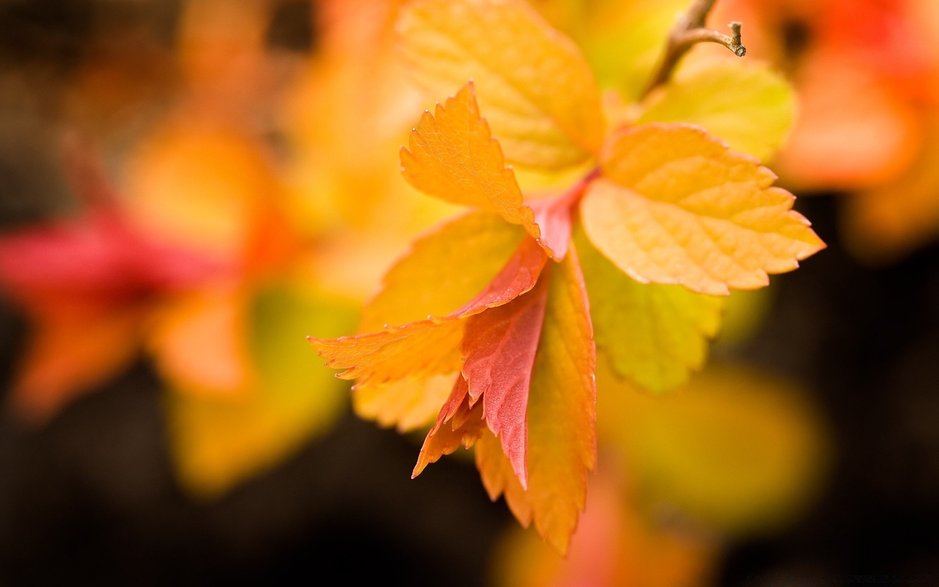 autumn leaf fall nature blur bright outdoors flora color growth