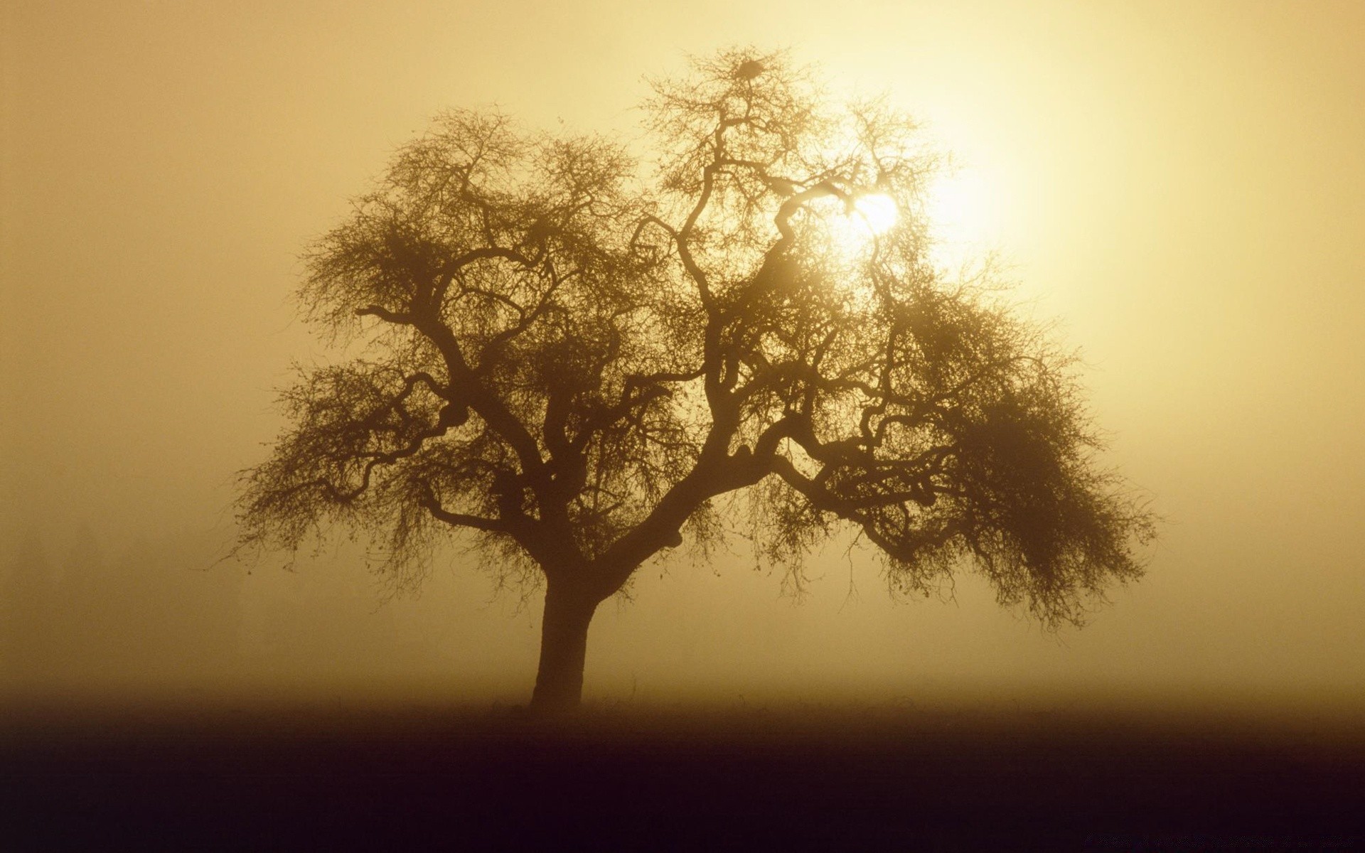 autumn tree fog mist landscape silhouette dawn alone backlit wood sun nature sunset weather moody branch oak monochrome fall