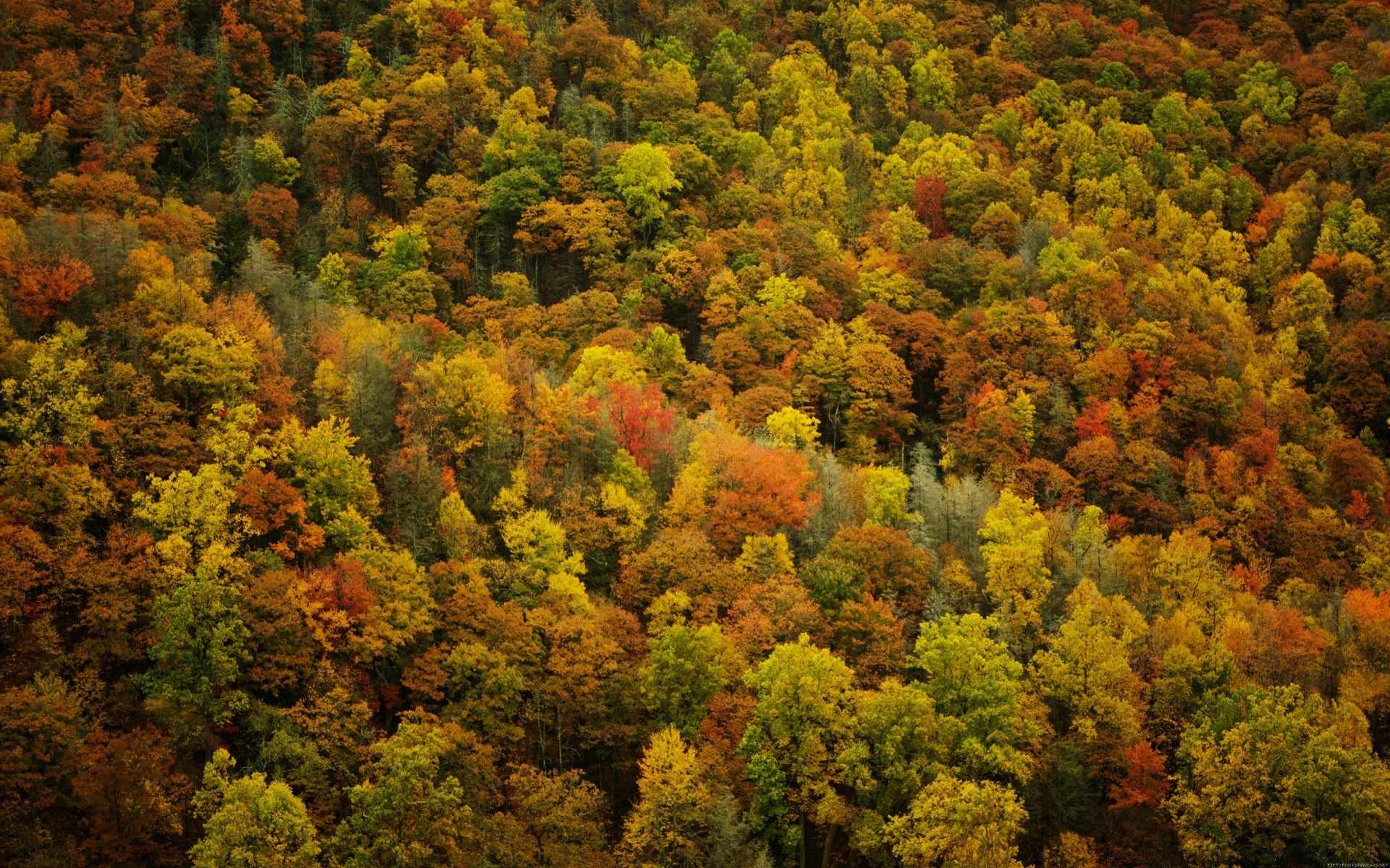 autumn fall leaf tree nature wood landscape outdoors park flora color