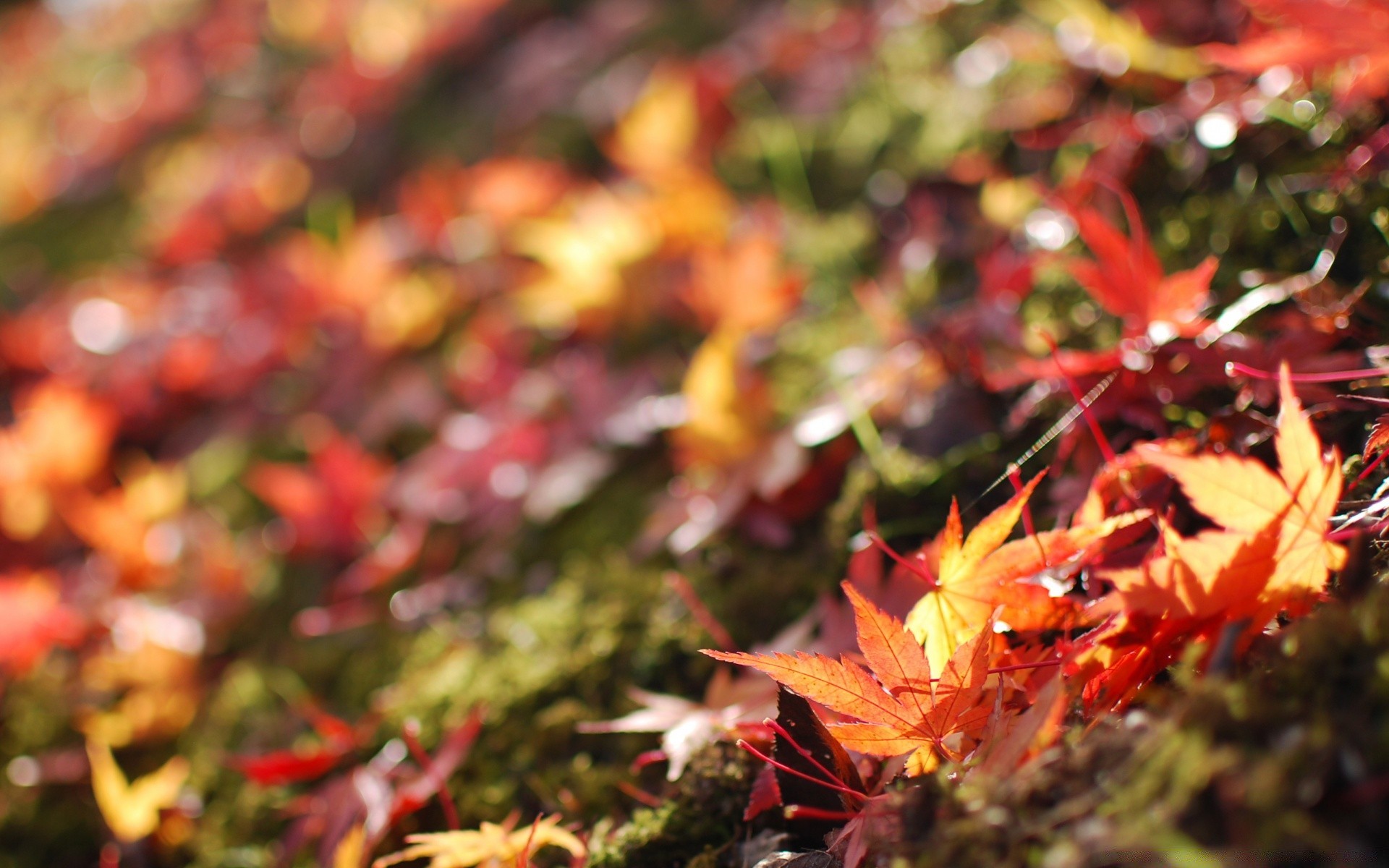 outono outono folha natureza temporada árvore brilhante ao ar livre cor maple parque jardim flora ramo madeira bom tempo