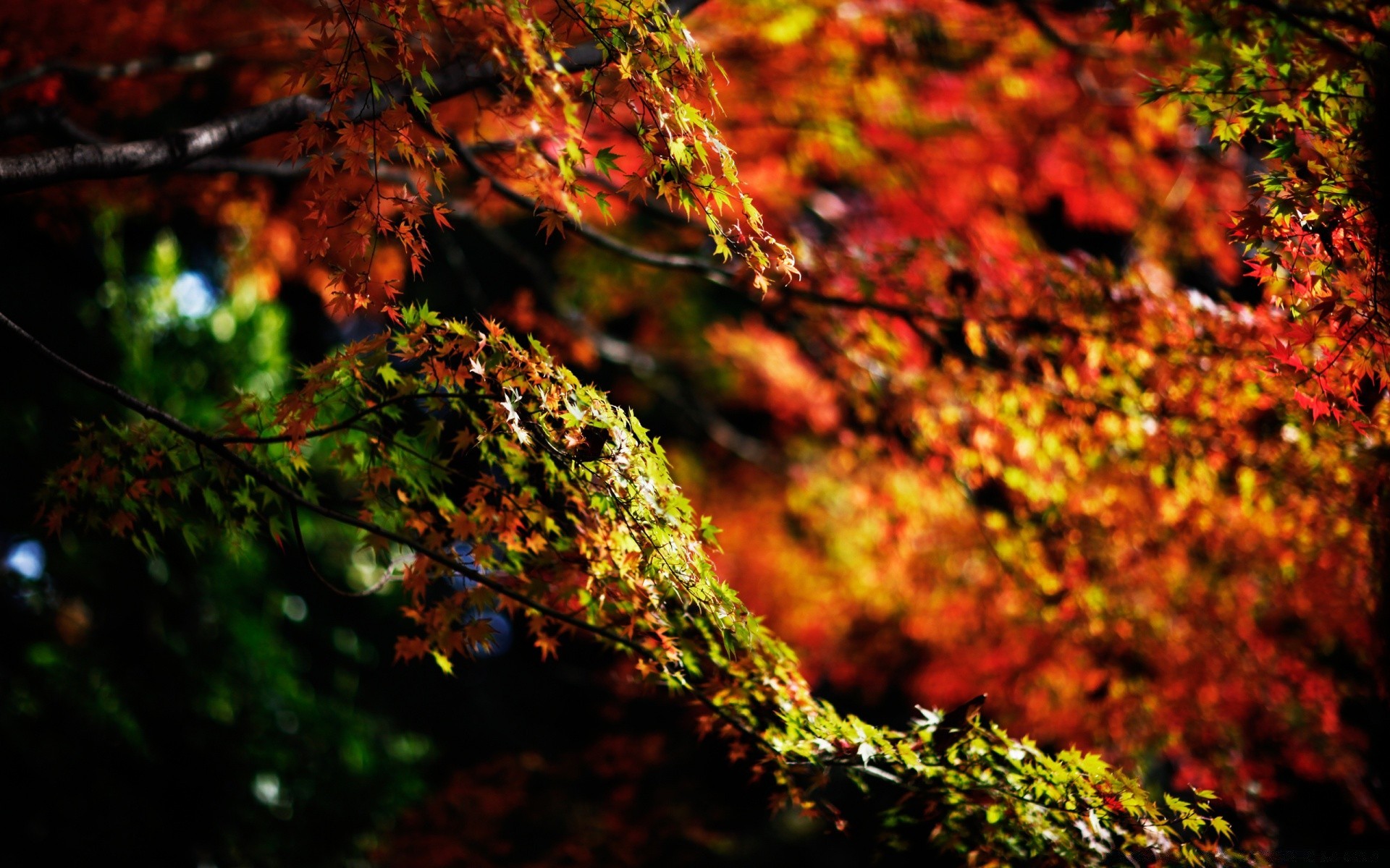 outono outono folha árvore madeira natureza temporada bordo cor brilhante ao ar livre desktop exuberante parque paisagem luz ramo flora ouro textura