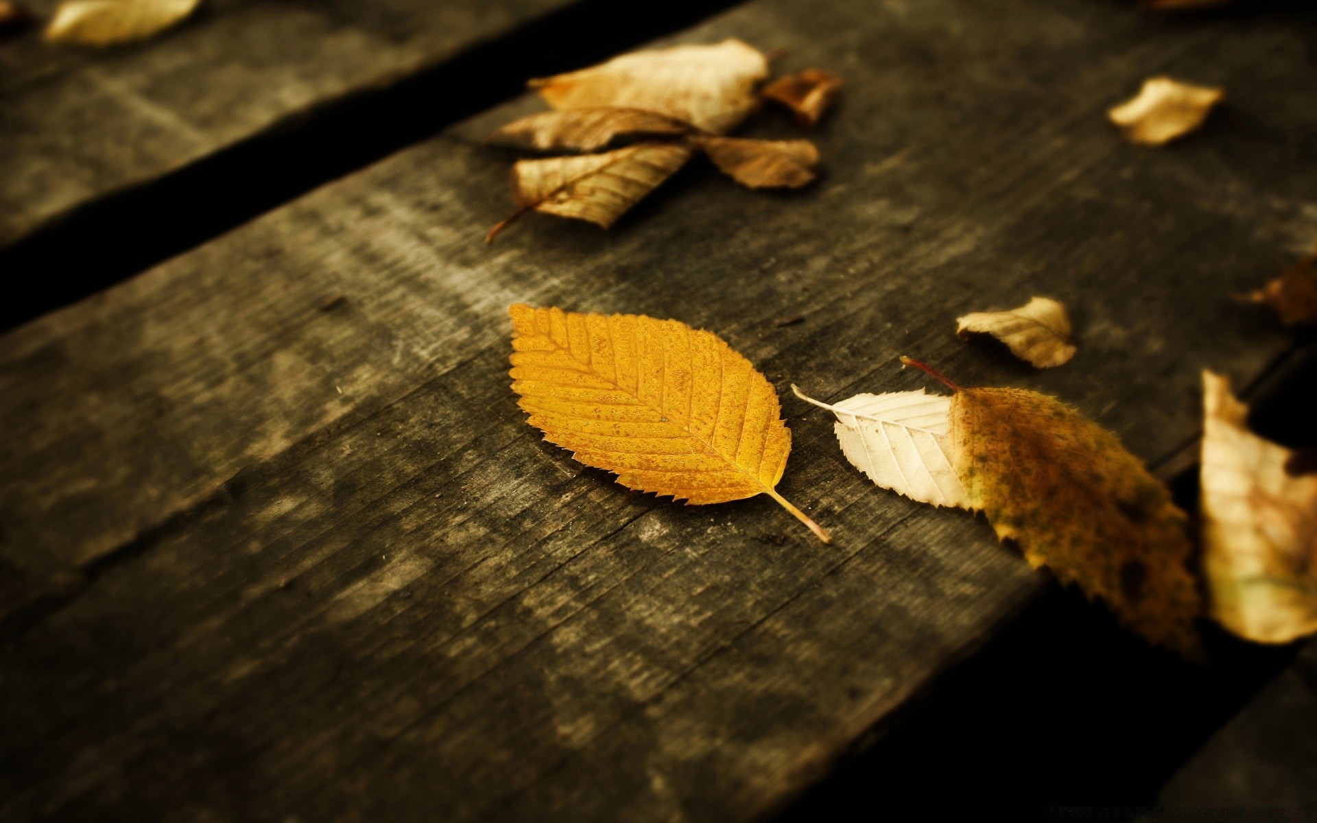 herbst holz blatt natur desktop stillleben herbst essen unschärfe dunkel textur schließen