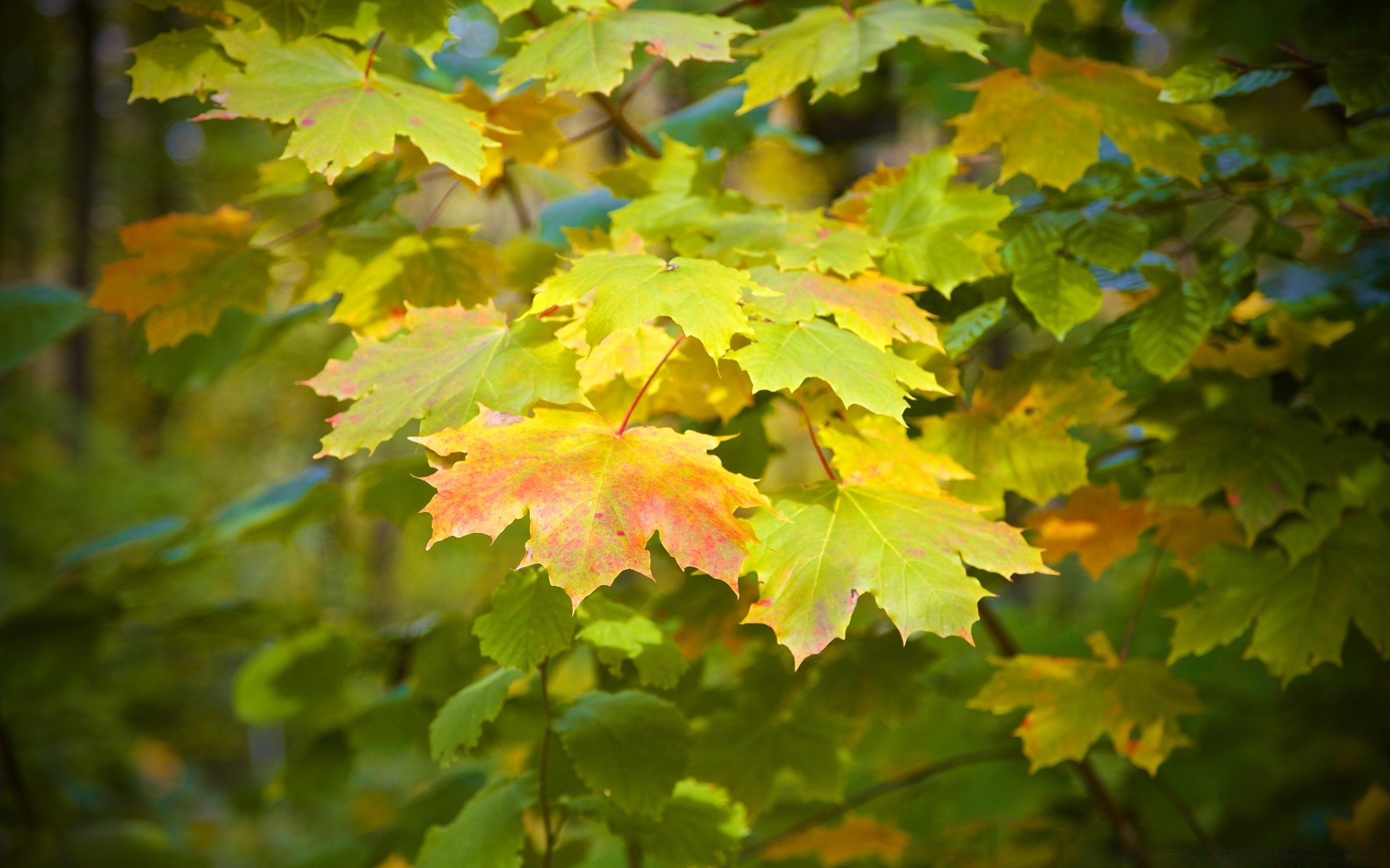 automne feuille automne nature érable lumineux à l extérieur saison arbre bois flore luxuriante couleur beau temps croissance environnement parc