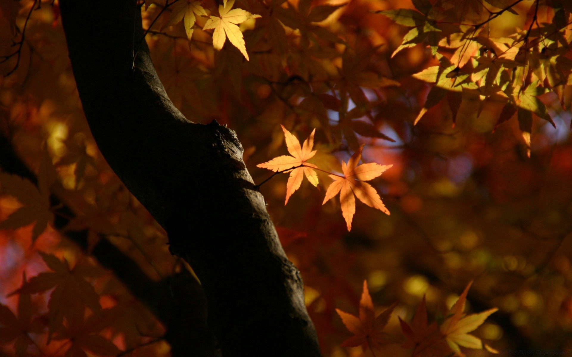 otoño otoño hoja arce madera madera desenfoque luz naturaleza retroiluminada al aire libre parque oro color temporada