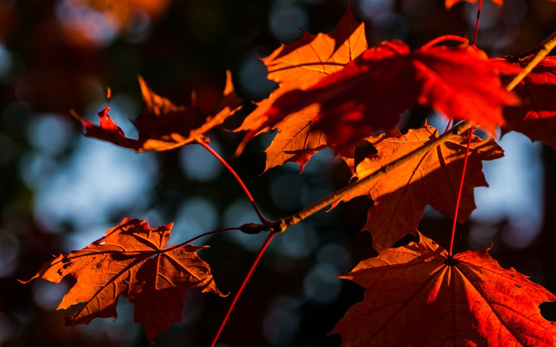 jesień jesień liść klon flora natura na zewnątrz drzewo jasny kolor zmiana sezon środowisko żywe