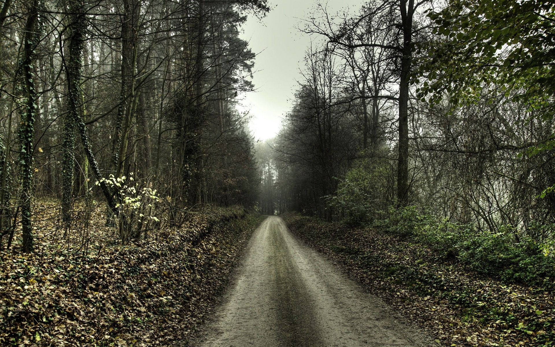 autumn wood road landscape tree guidance nature fog park fall mist leaf outdoors dawn countryside environment rural