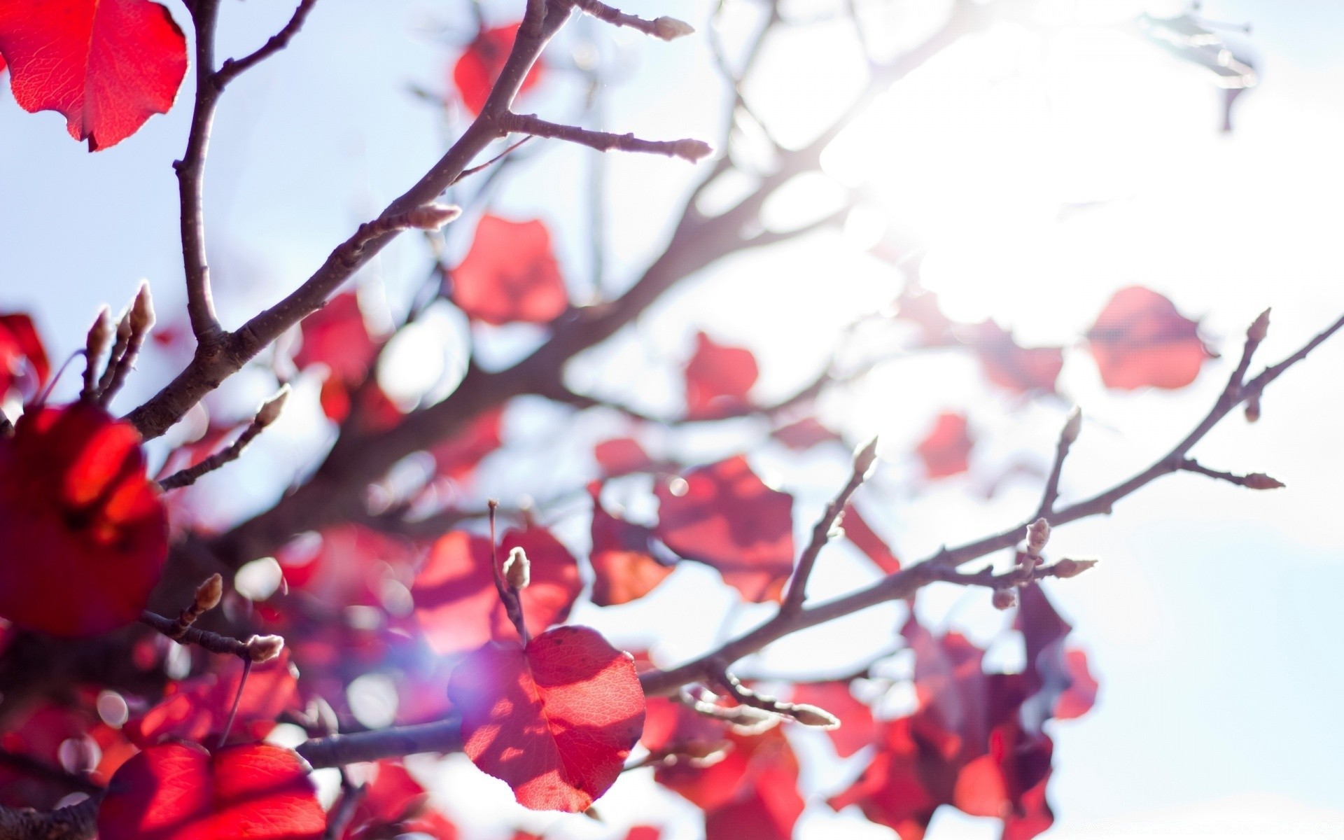 autunno ramo albero inverno natura stagione foglia brillante colore ciliegio autunno amore neve fiore