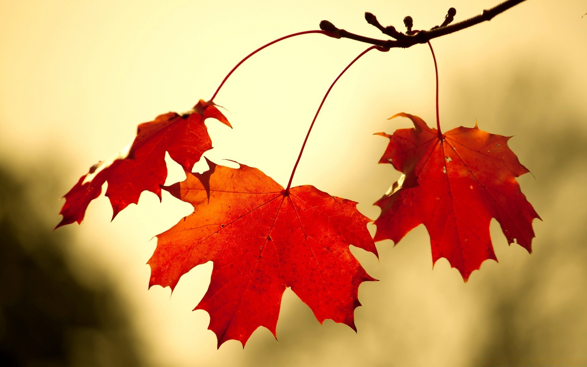 autunno autunno foglia acero albero natura colore stagione flora desktop luminoso ramo