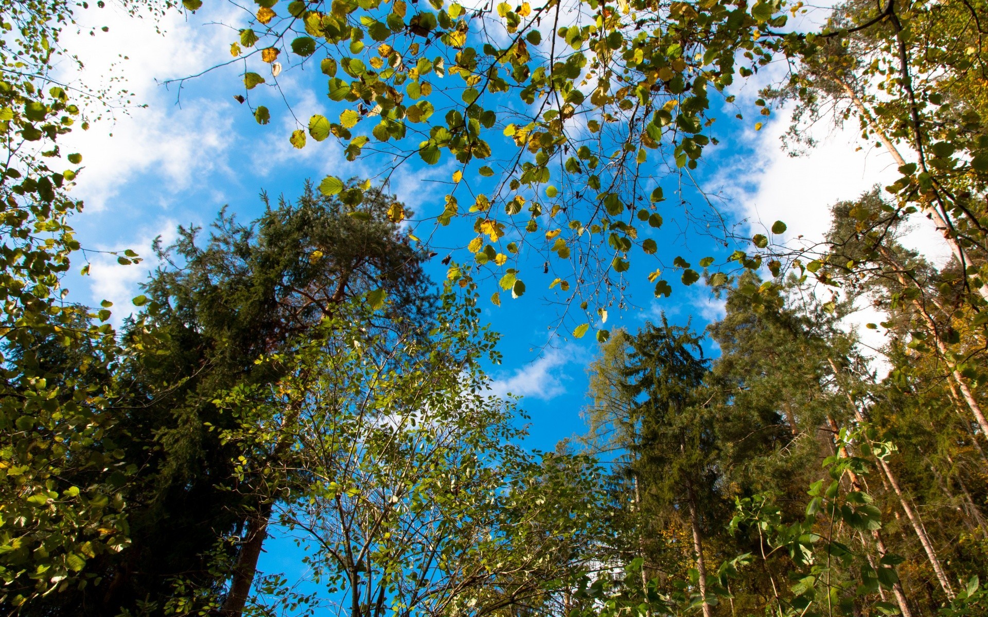 herbst holz holz natur blatt landschaft zweig saison gutes wetter flora park im freien szene hell umwelt farbe sonne landschaftlich herbst sonnig