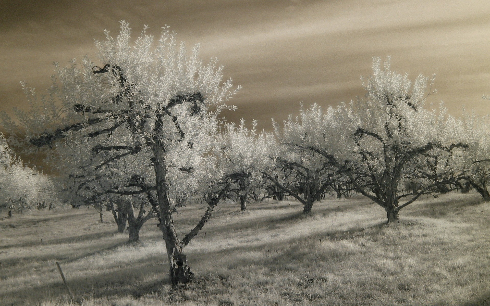 autunno albero infrarossi paesaggio ramo nebbia inverno stagione natura alba tempo neve parco monocromatico fiore foglia gelo autunno all aperto freddo